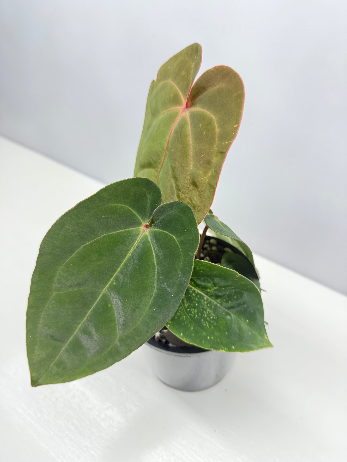 Anthurium hoffmannii Red Sinus aka Blood Moon - Rarely Offered B58