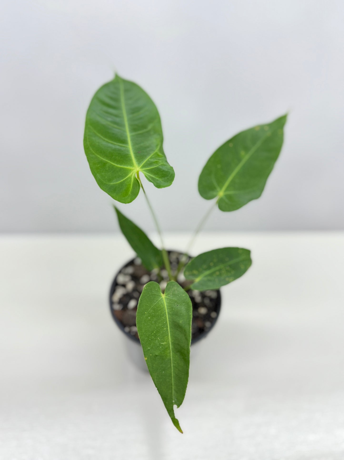 Anthurium Purple Mama 'Purple Velvet x Marmoratum' B60