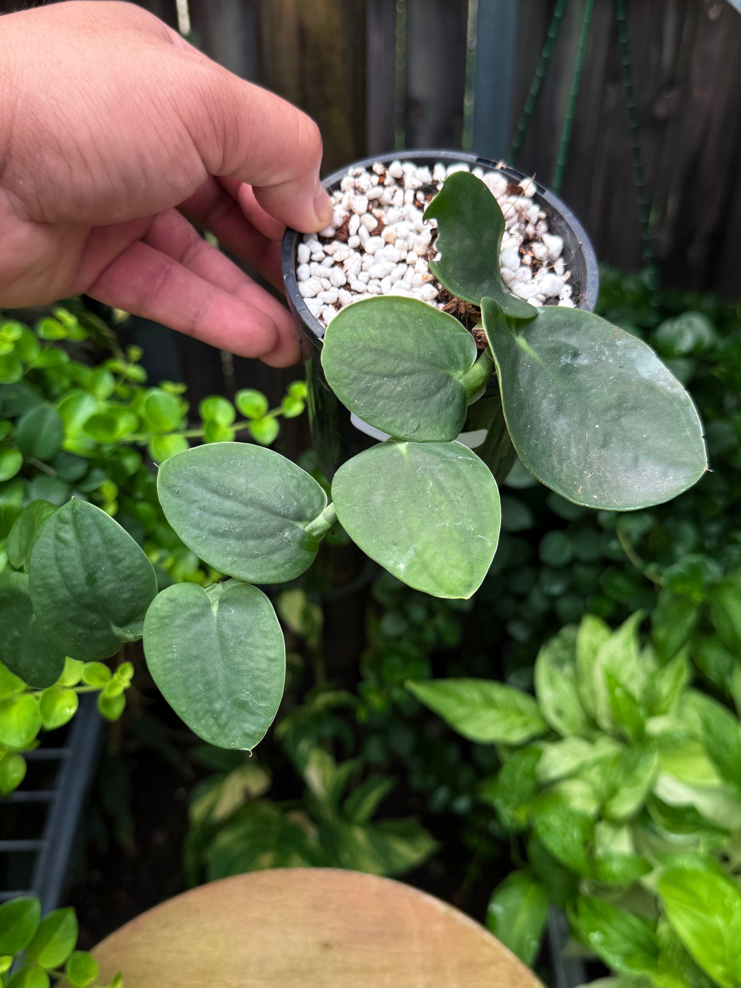 Rhaphidophora Korthalsii H41