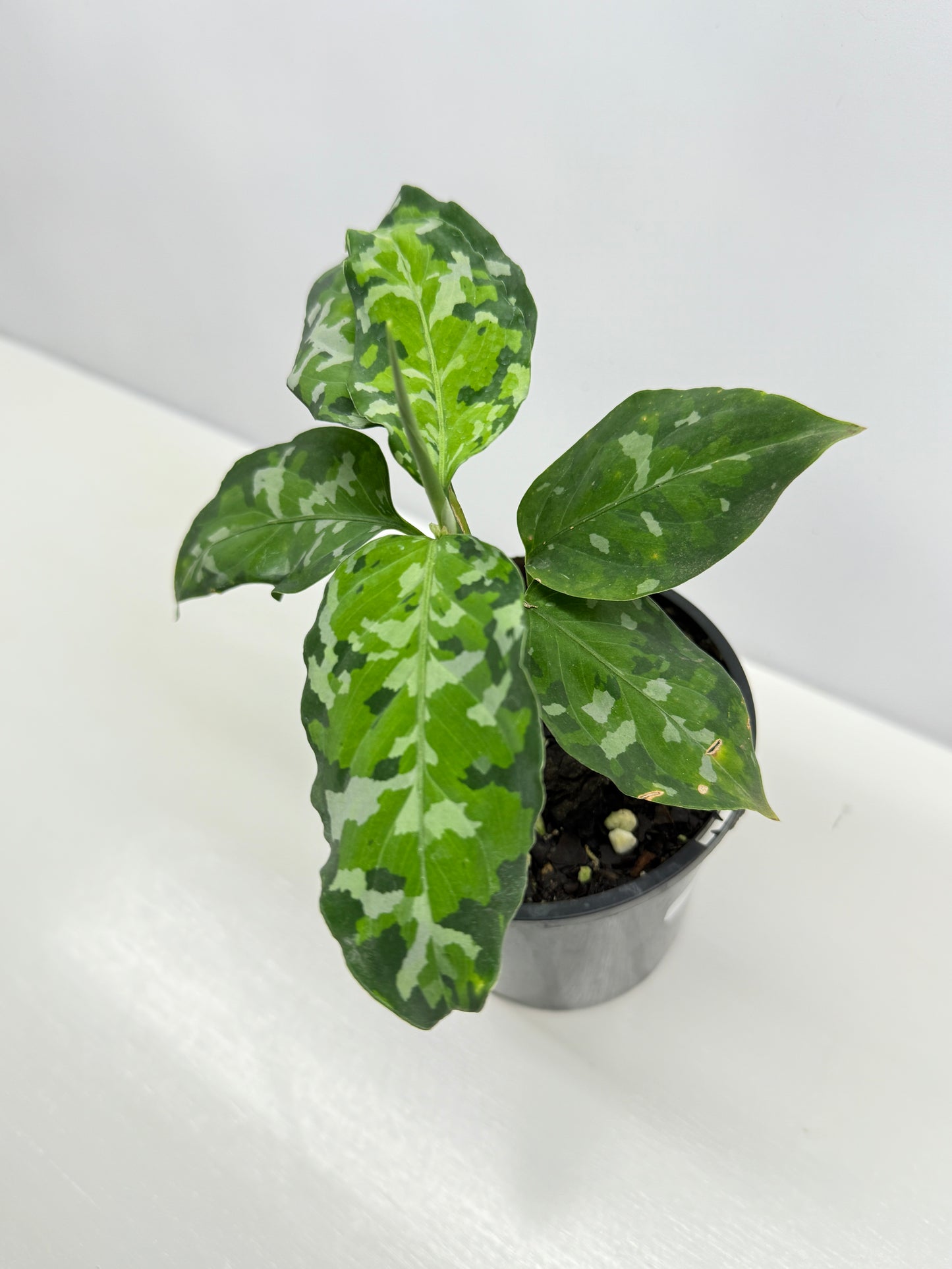 Aglaonema Pictum 'Tricolour' - NONTC B67