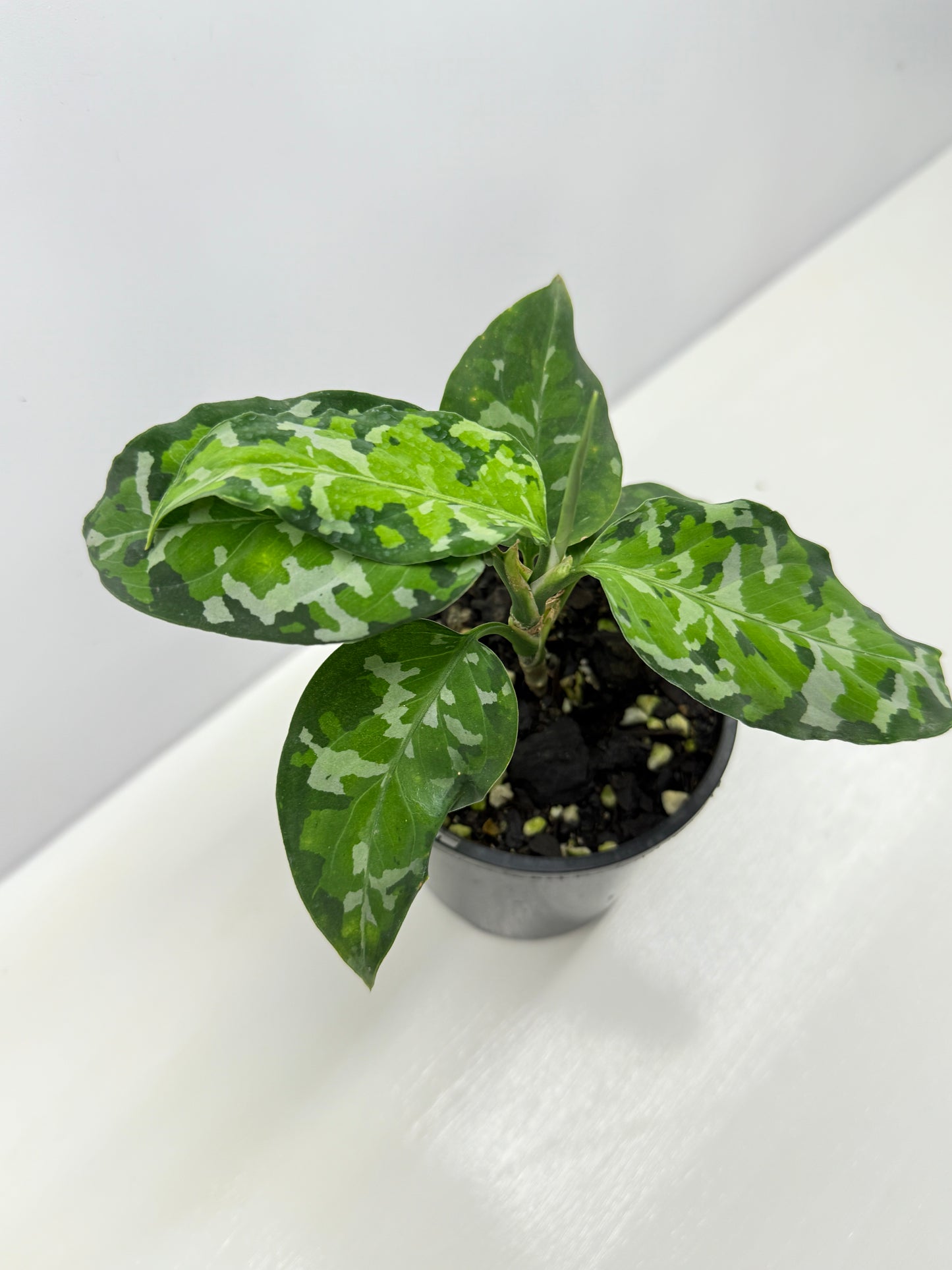Aglaonema Pictum 'Tricolour' - NONTC B67