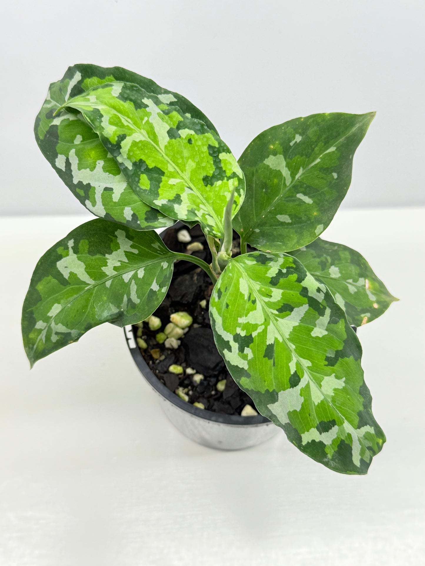 Aglaonema Pictum 'Tricolour' - NONTC B67