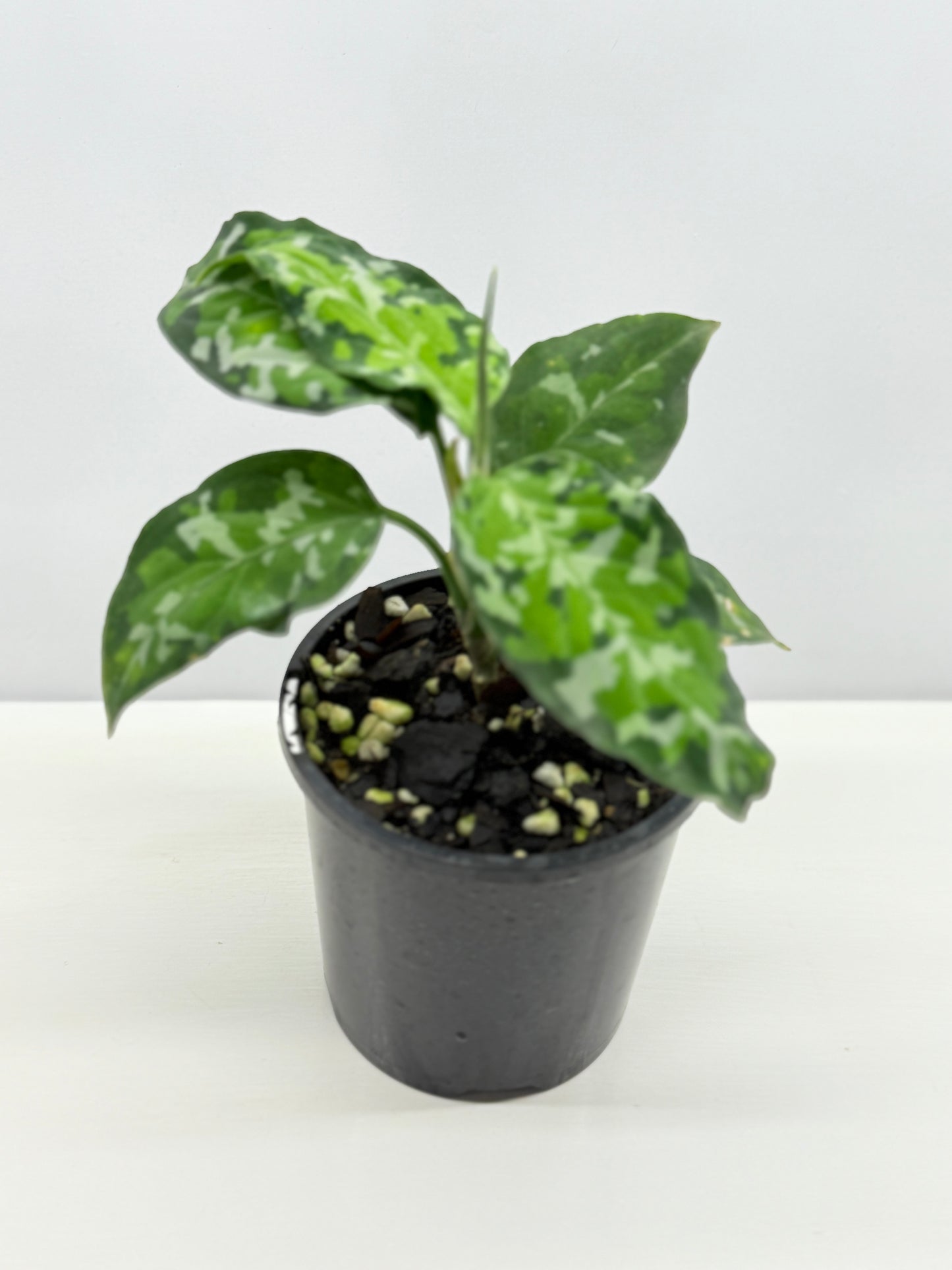 Aglaonema Pictum 'Tricolour' - NONTC B67