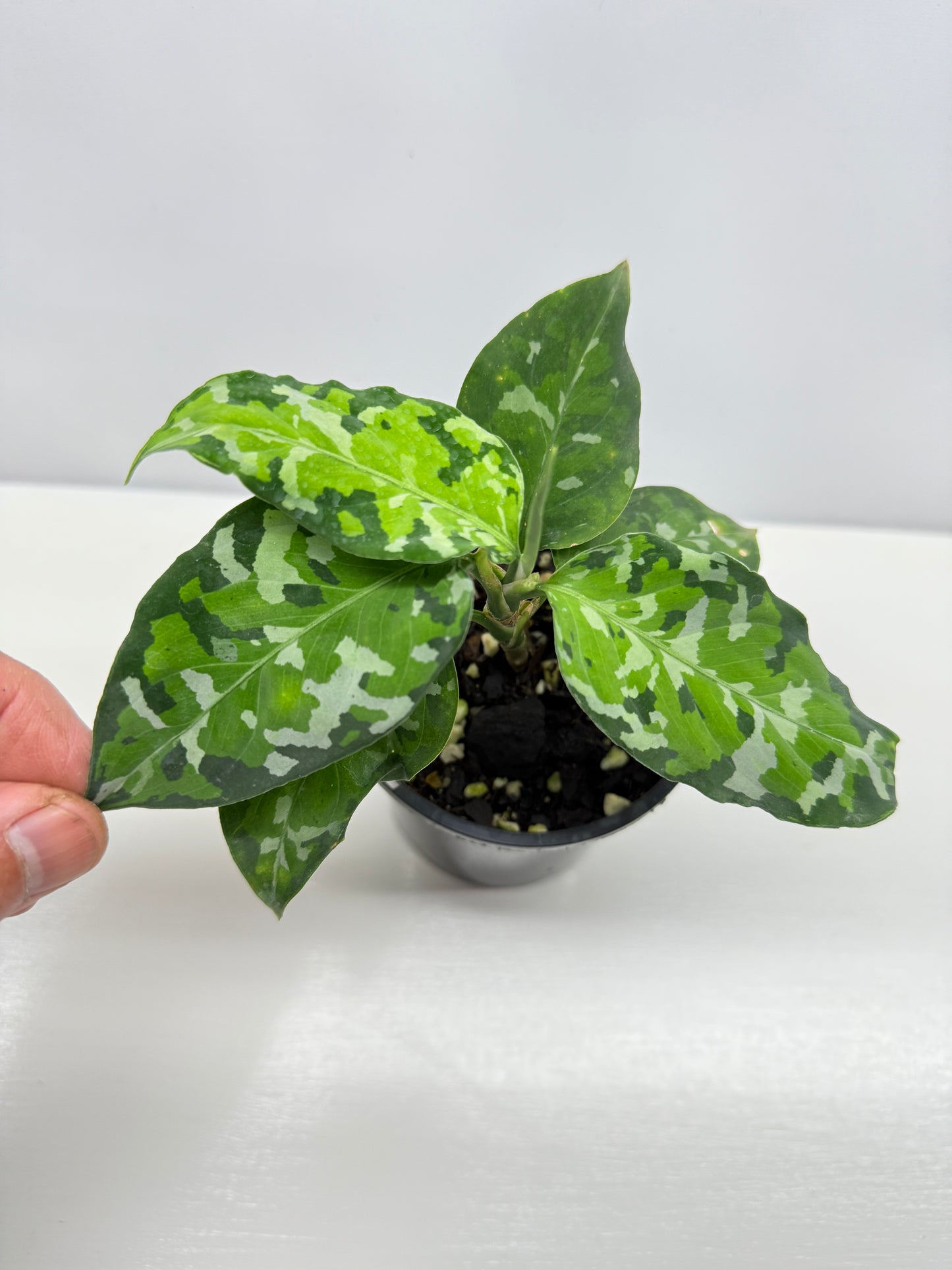 Aglaonema Pictum 'Tricolour' - NONTC B67