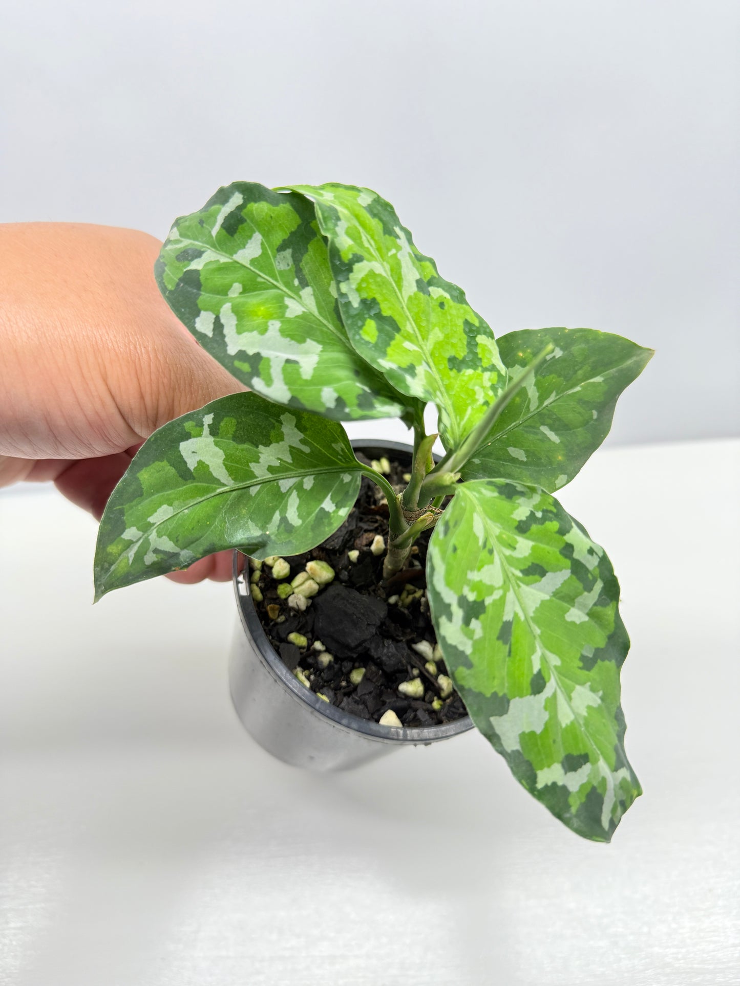 Aglaonema Pictum 'Tricolour' - NONTC B67