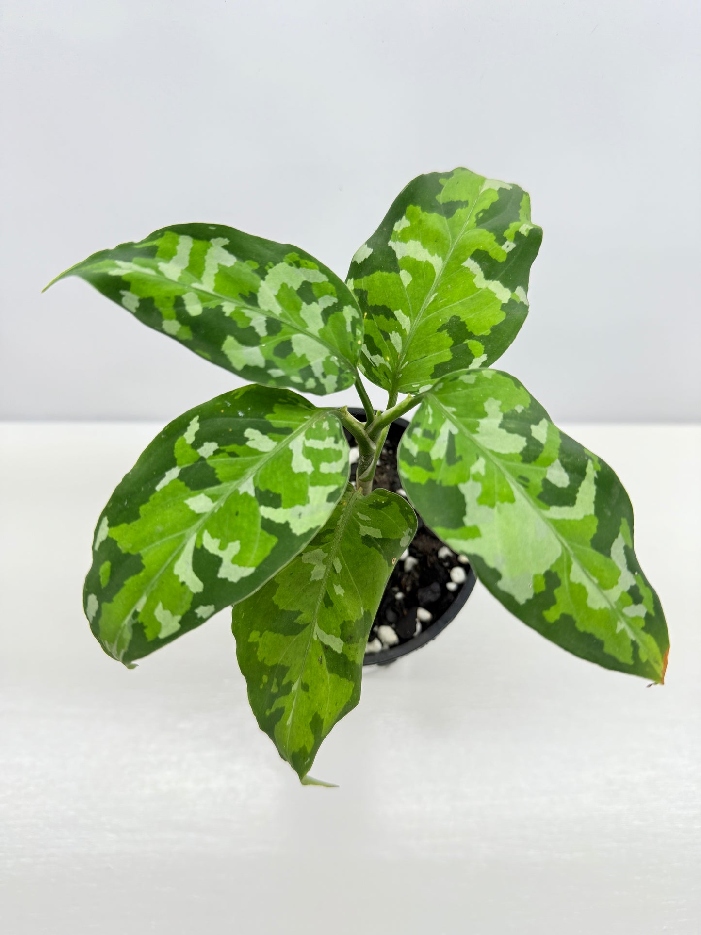 Aglaonema Pictum 'Tricolour' - NONTC B68
