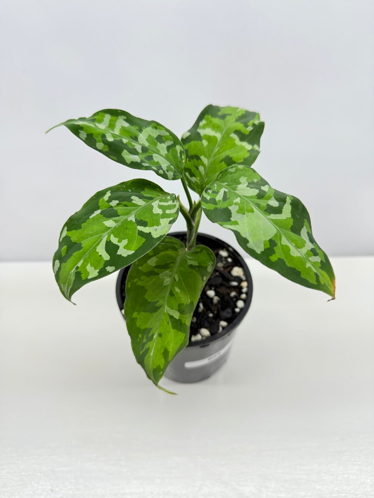 Aglaonema Pictum 'Tricolour' - NONTC B68