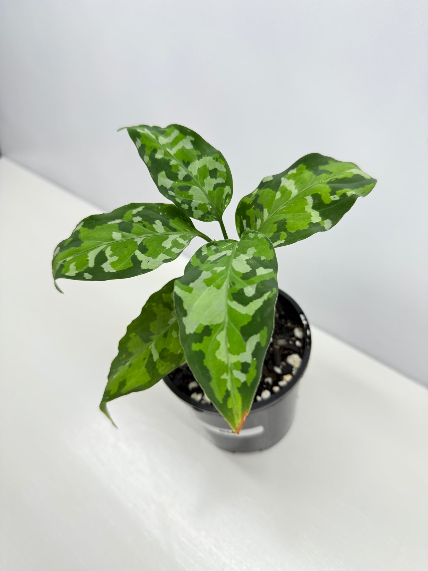 Aglaonema Pictum 'Tricolour' - NONTC B68