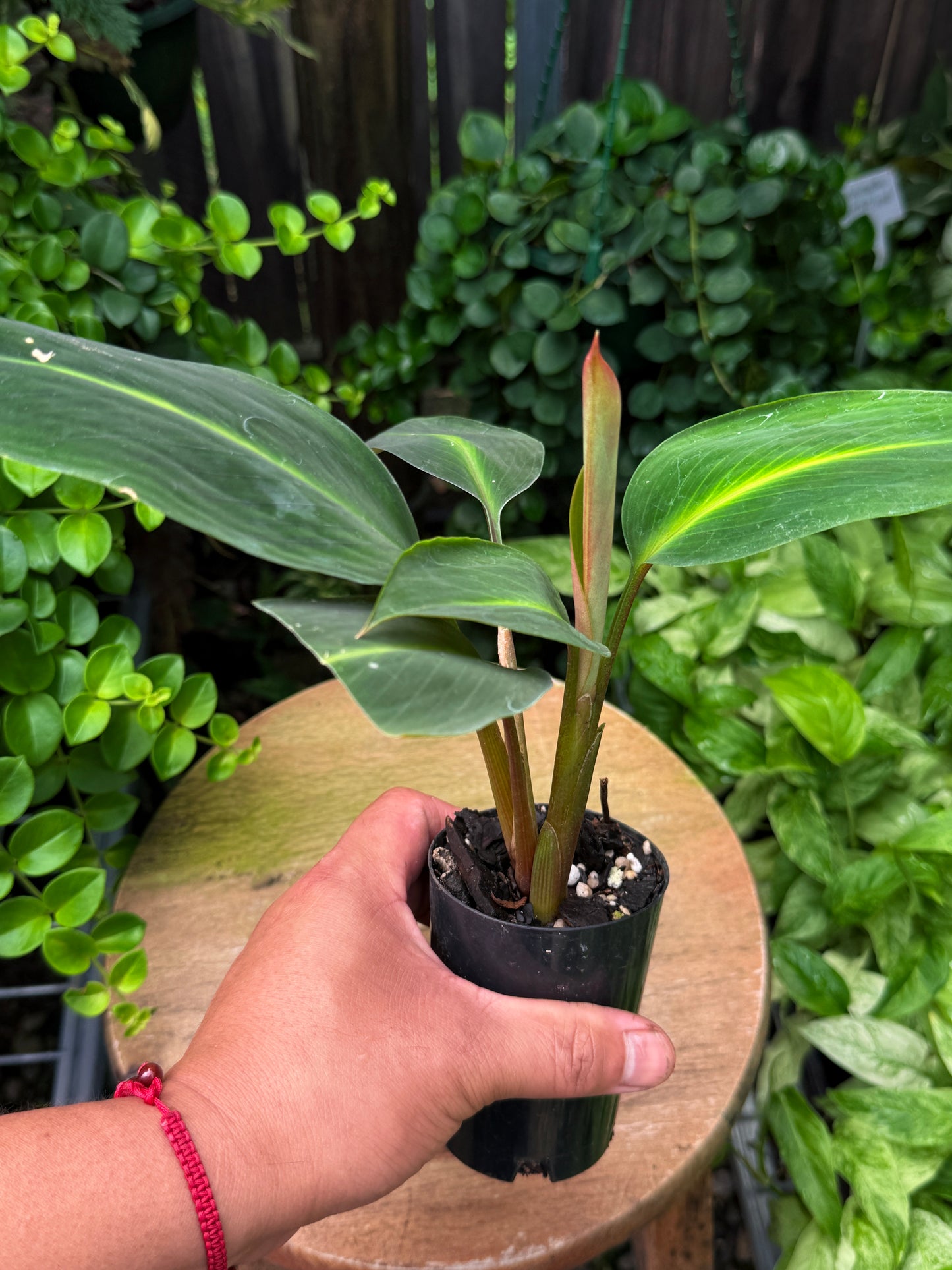 Boesenbergia aurantiaca 'Evergreen/Ornamental Ginger' - Best Plant in Stock.