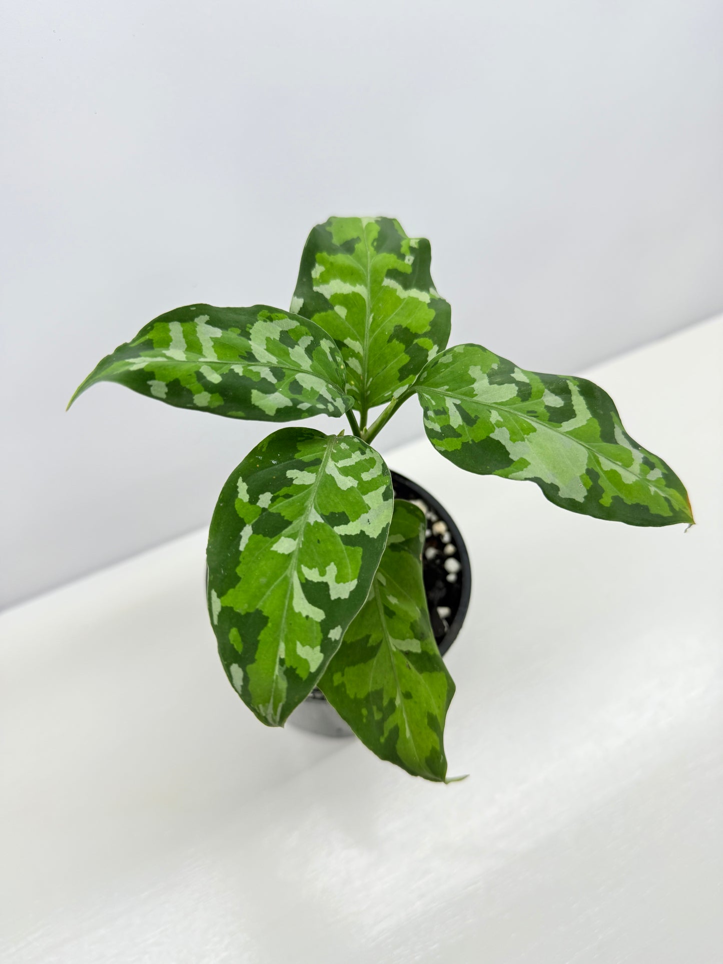 Aglaonema Pictum 'Tricolour' - NONTC B68