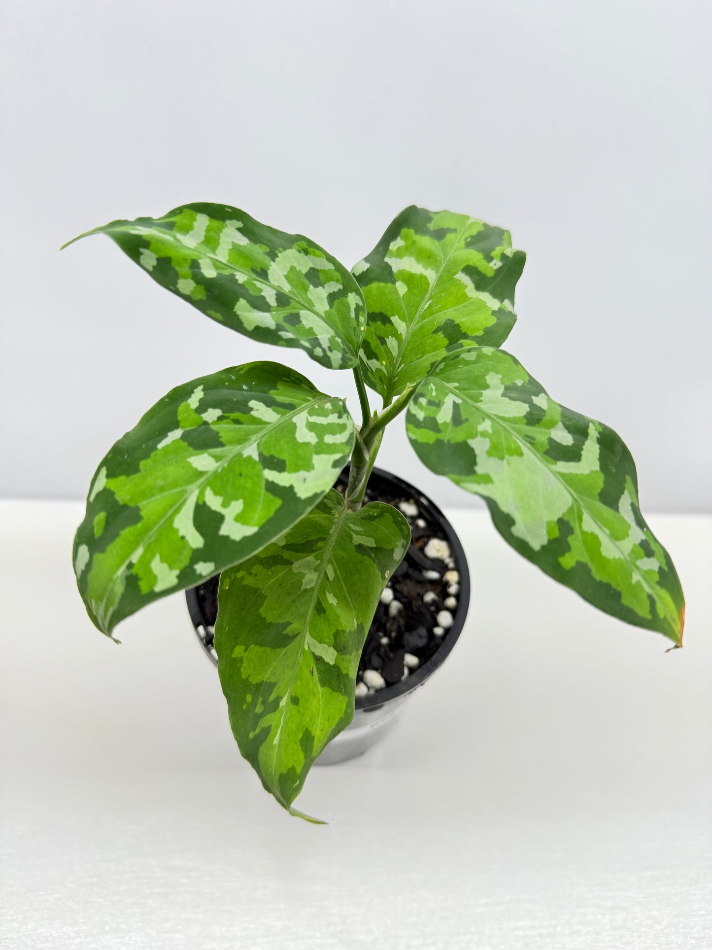 Aglaonema Pictum 'Tricolour' - NONTC B68