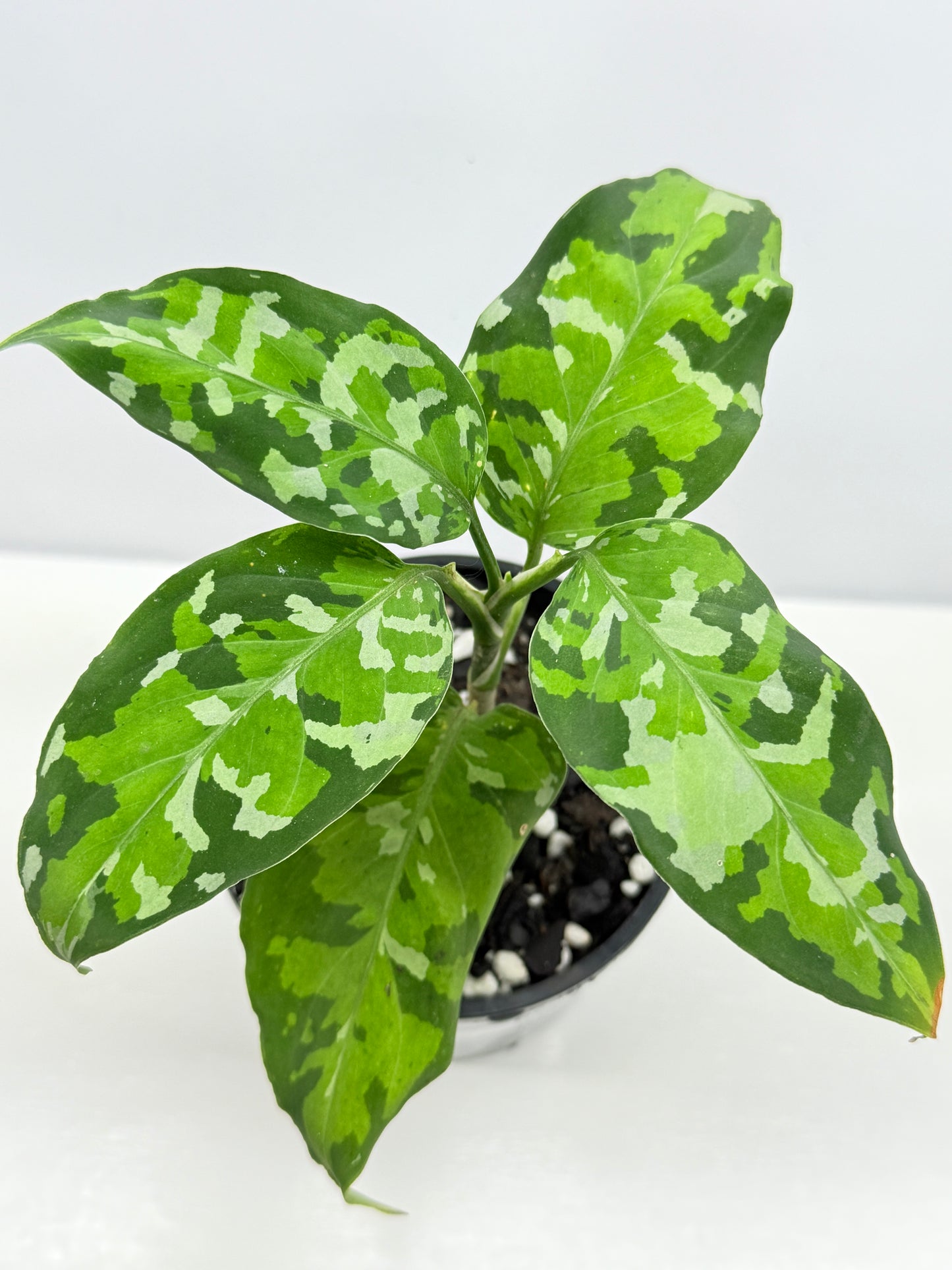 Aglaonema Pictum 'Tricolour' - NONTC B68