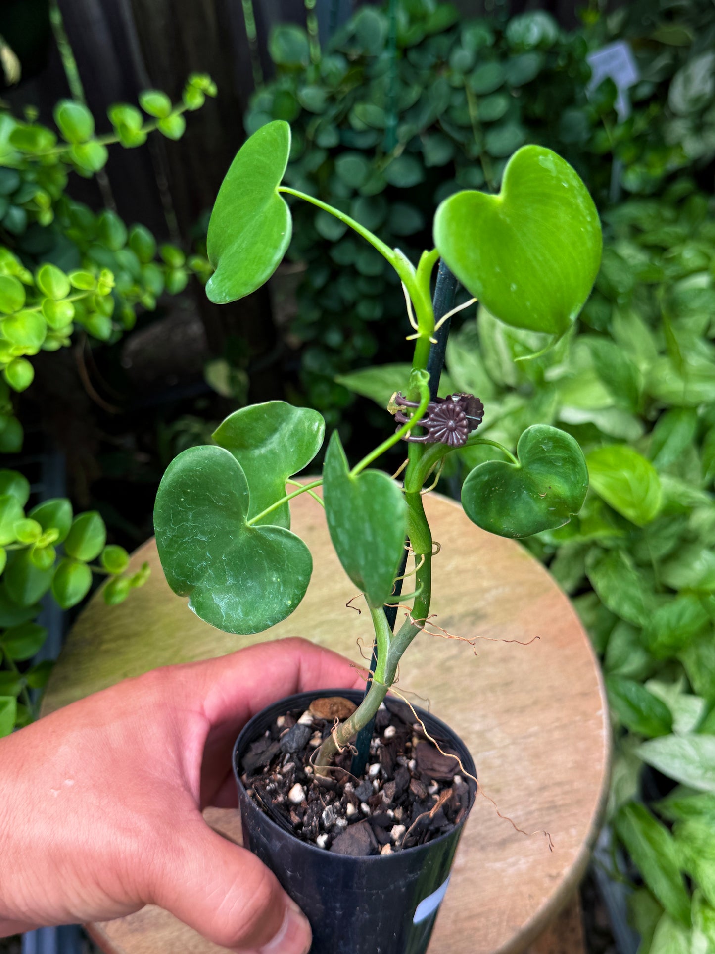 Philodendron Grazielae - Rarely Offered H47