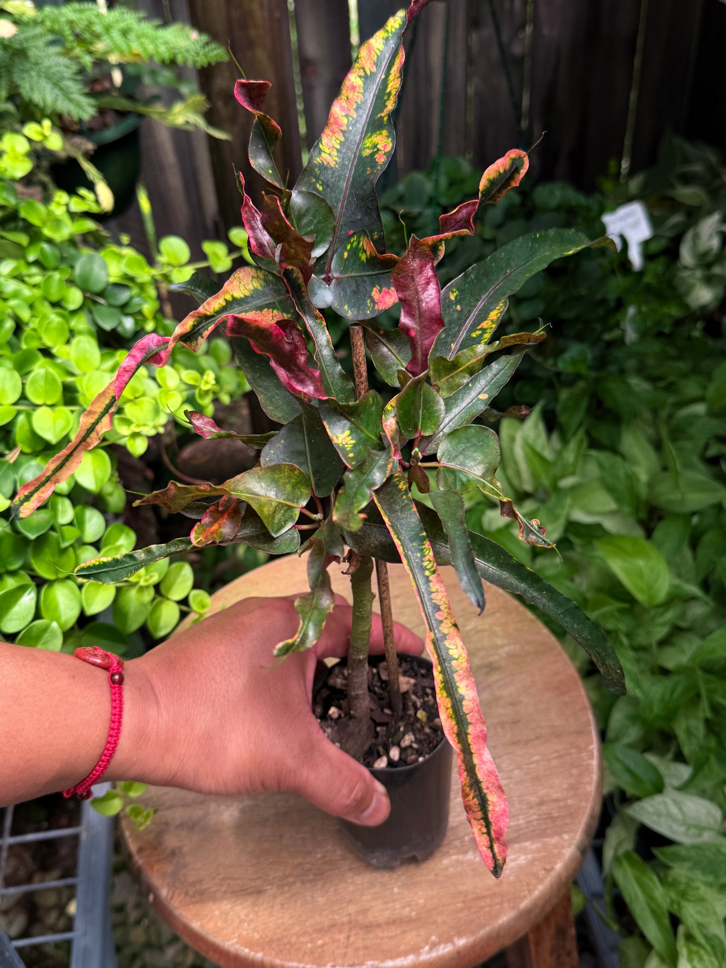 Croton 'Tutti Frutti' G44