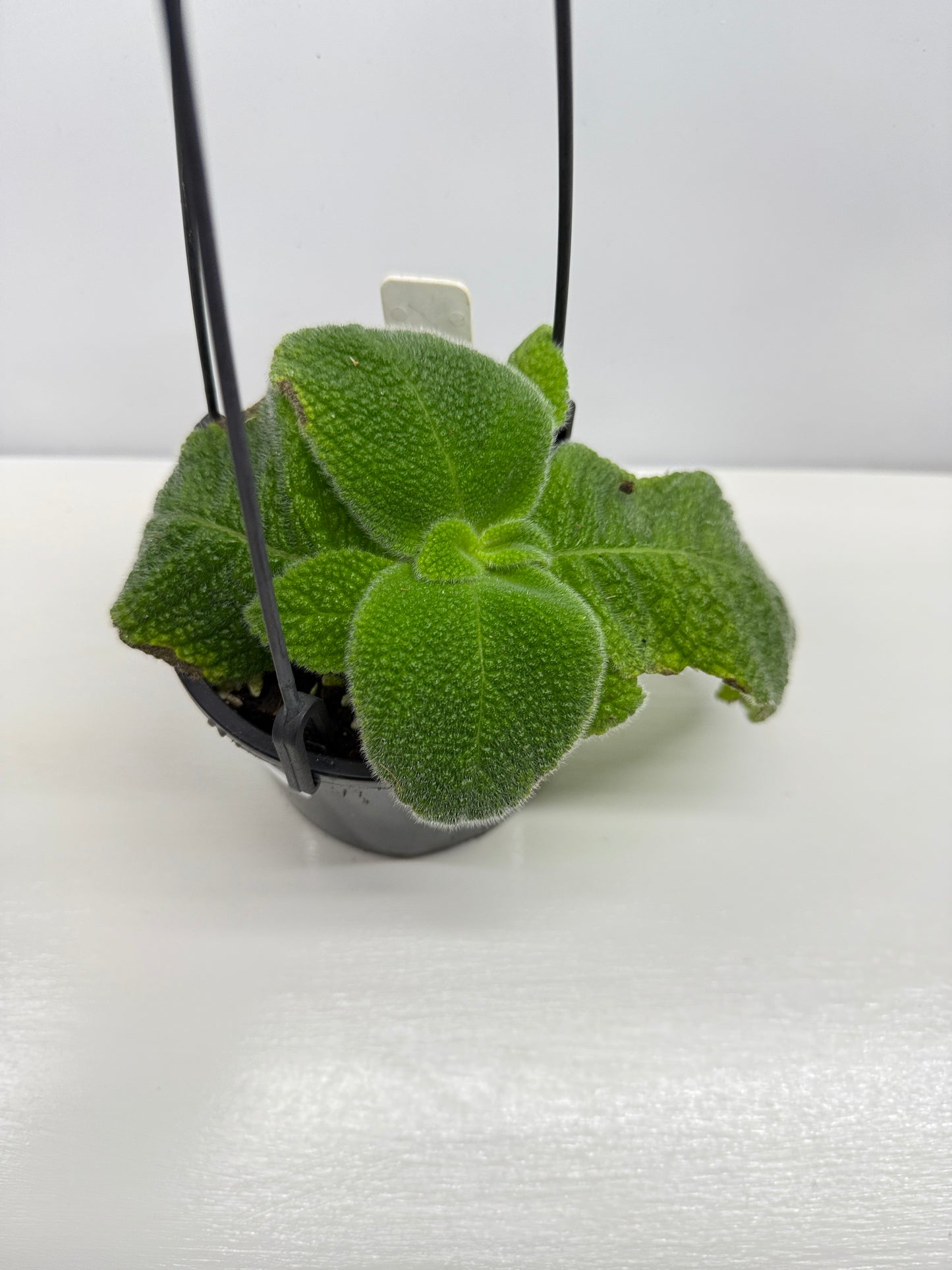 Episcia fimbriata 'Blue Heaven' - Rarely Offered B70