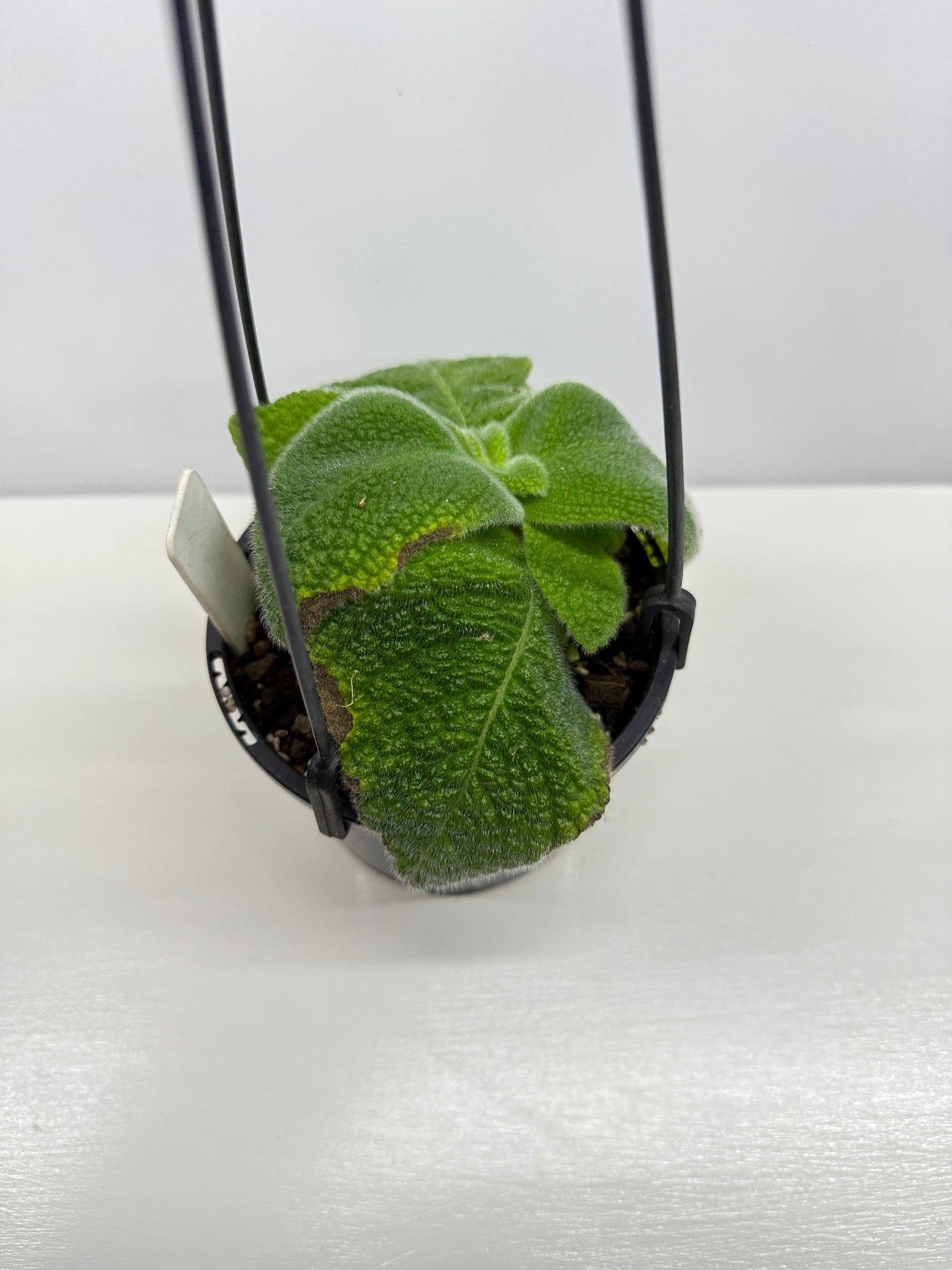 Episcia fimbriata 'Blue Heaven' - Rarely Offered B70