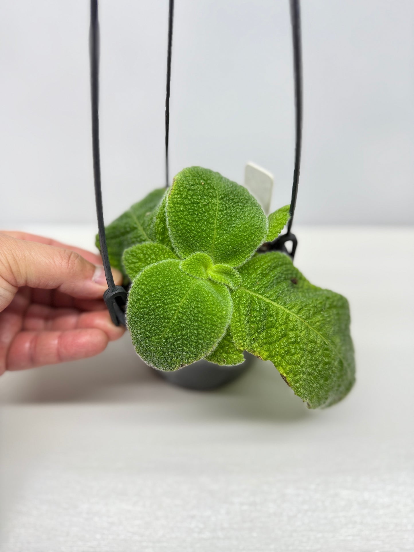 Episcia fimbriata 'Blue Heaven' - Rarely Offered B70