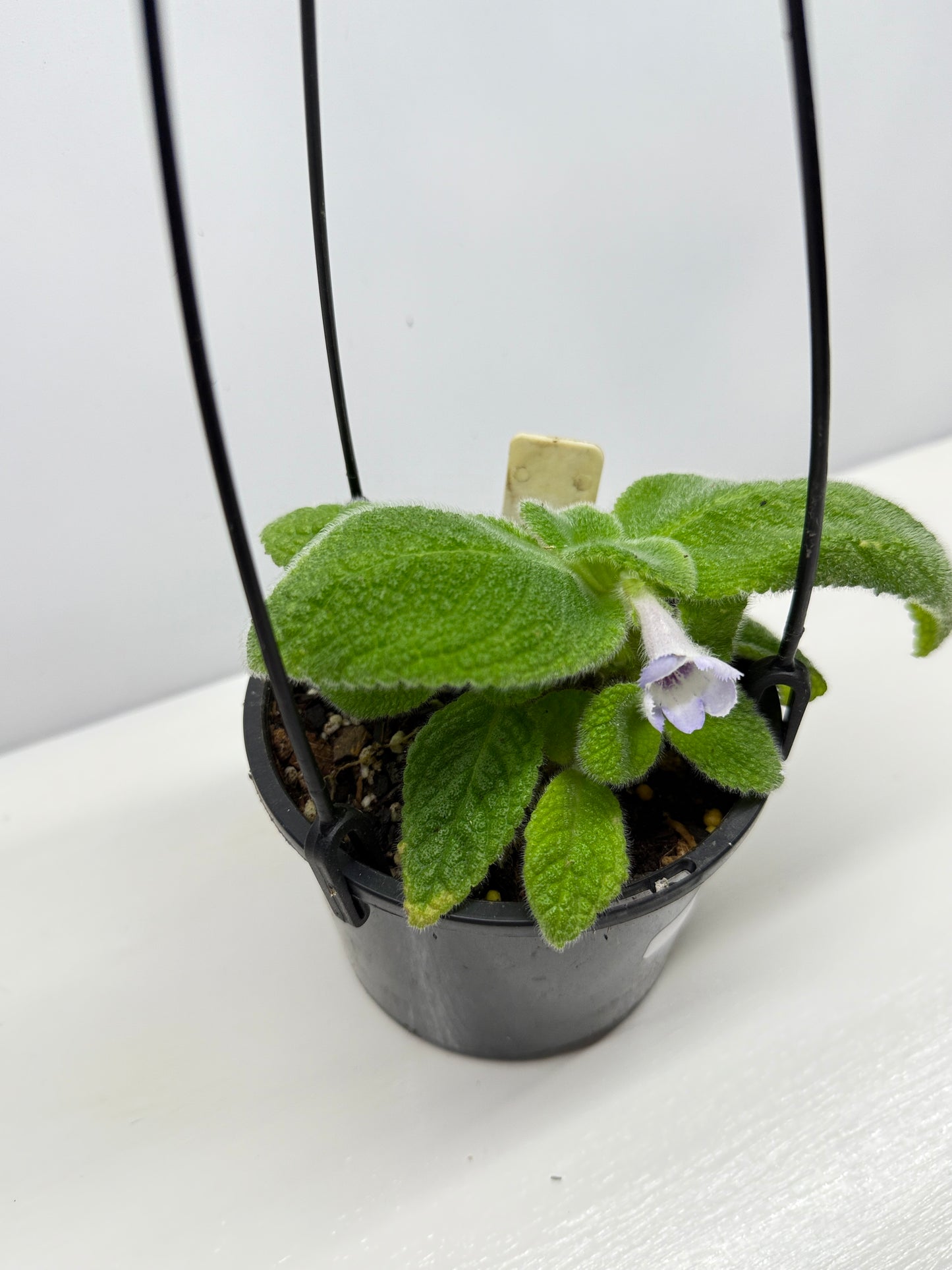 Episcia fimbriata 'Blue Heaven' - Rarely Offered B72