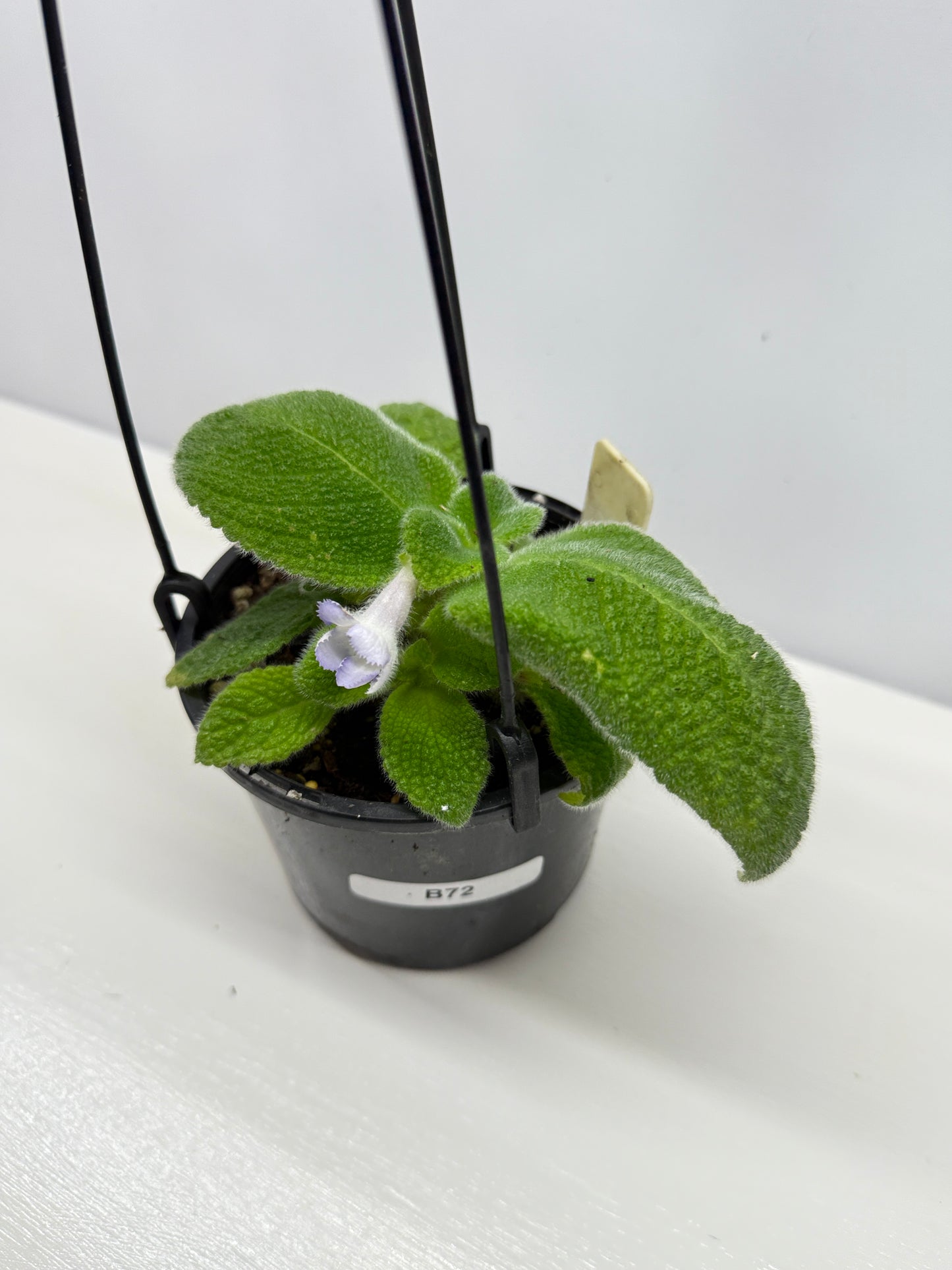 Episcia fimbriata 'Blue Heaven' - Rarely Offered B72