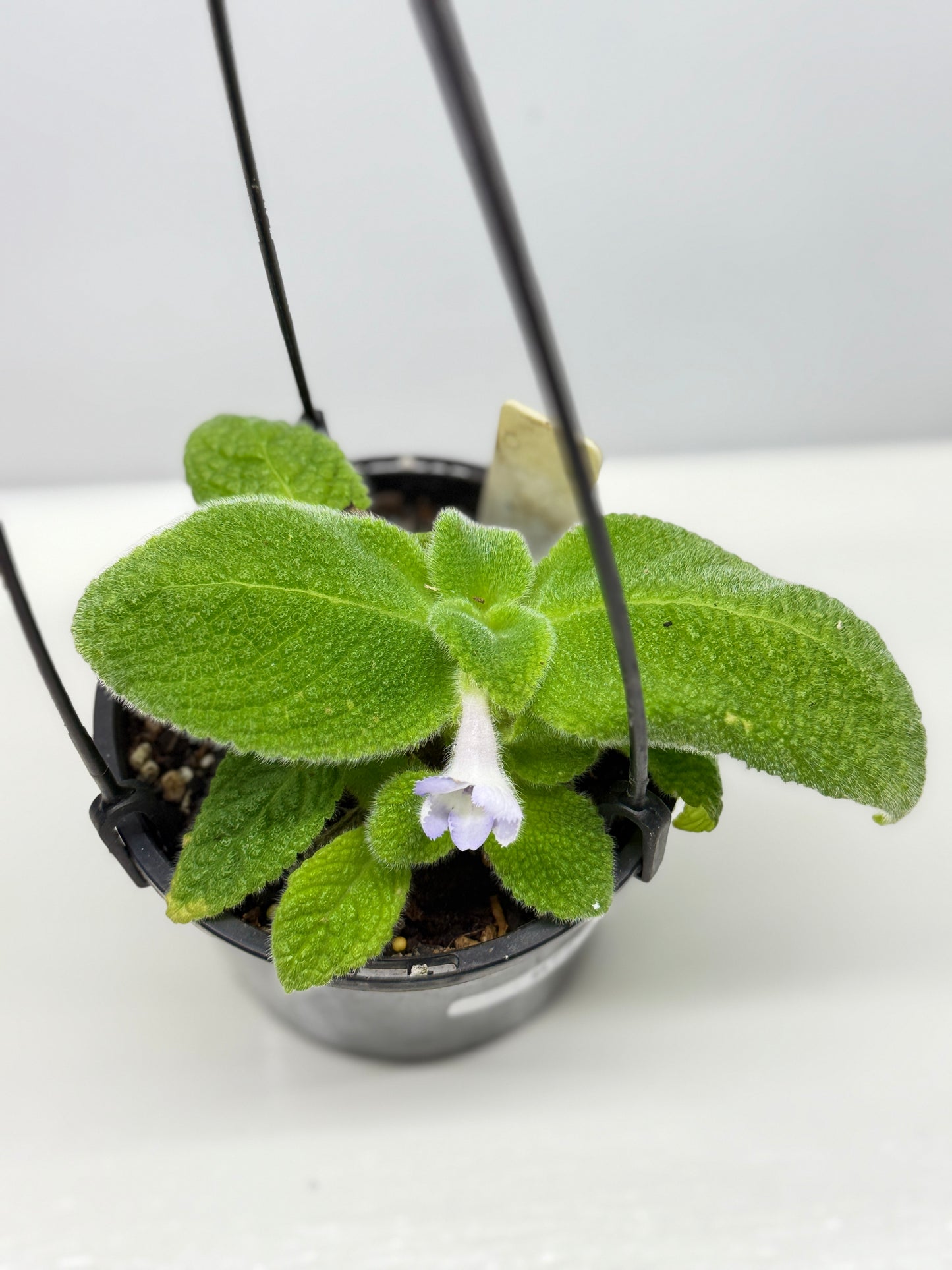 Episcia fimbriata 'Blue Heaven' - Rarely Offered B72