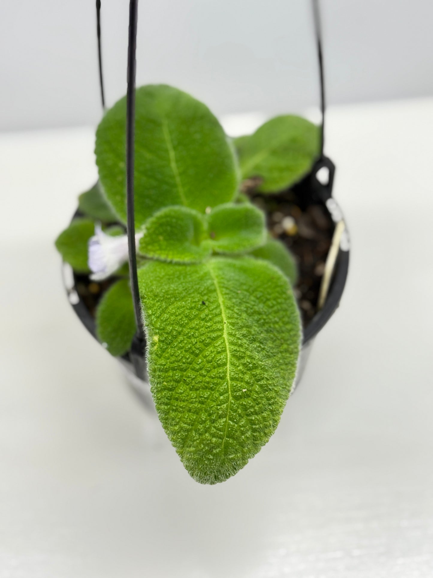 Episcia fimbriata 'Blue Heaven' - Rarely Offered B72