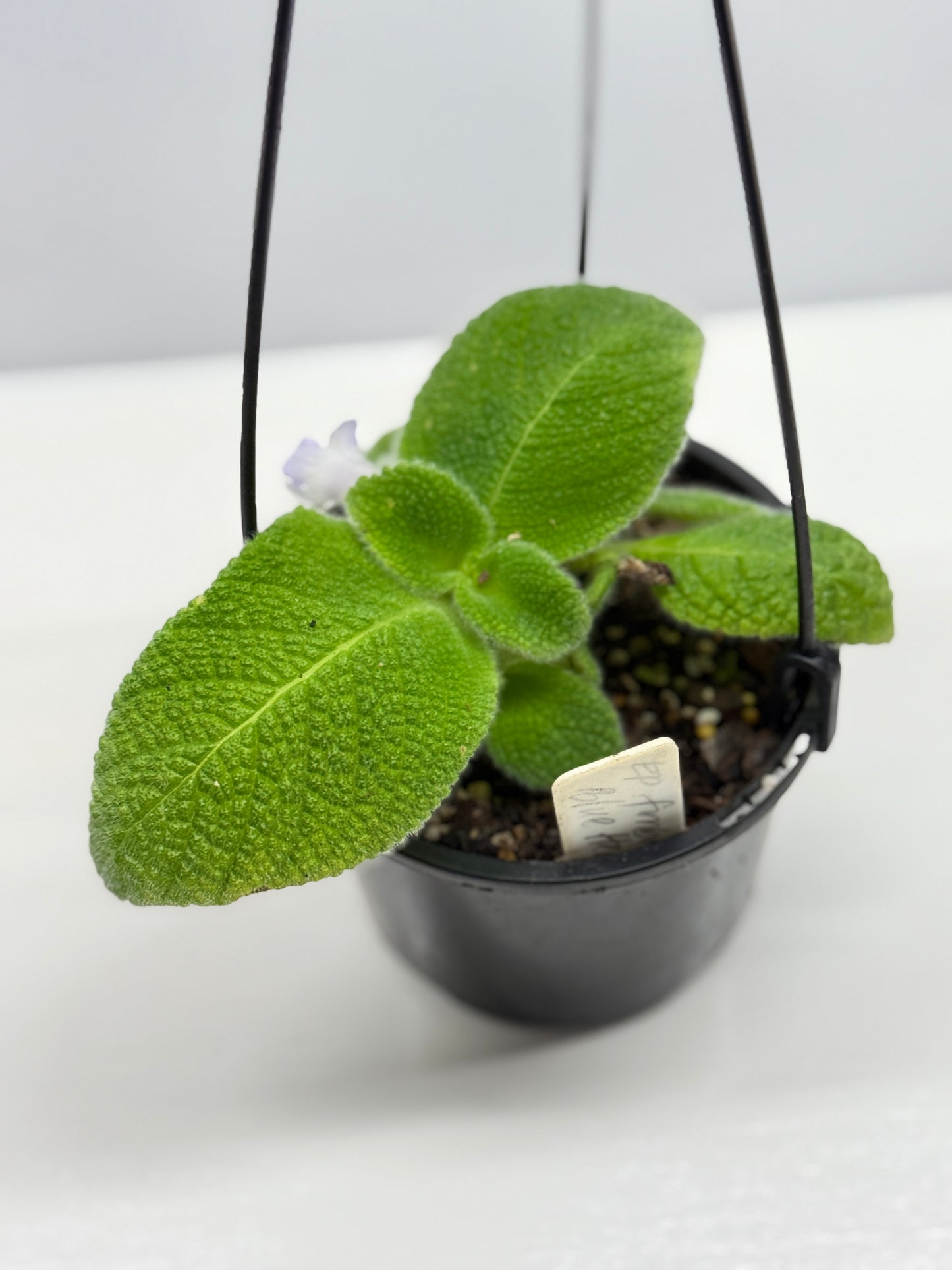 Episcia fimbriata 'Blue Heaven' - Rarely Offered B72