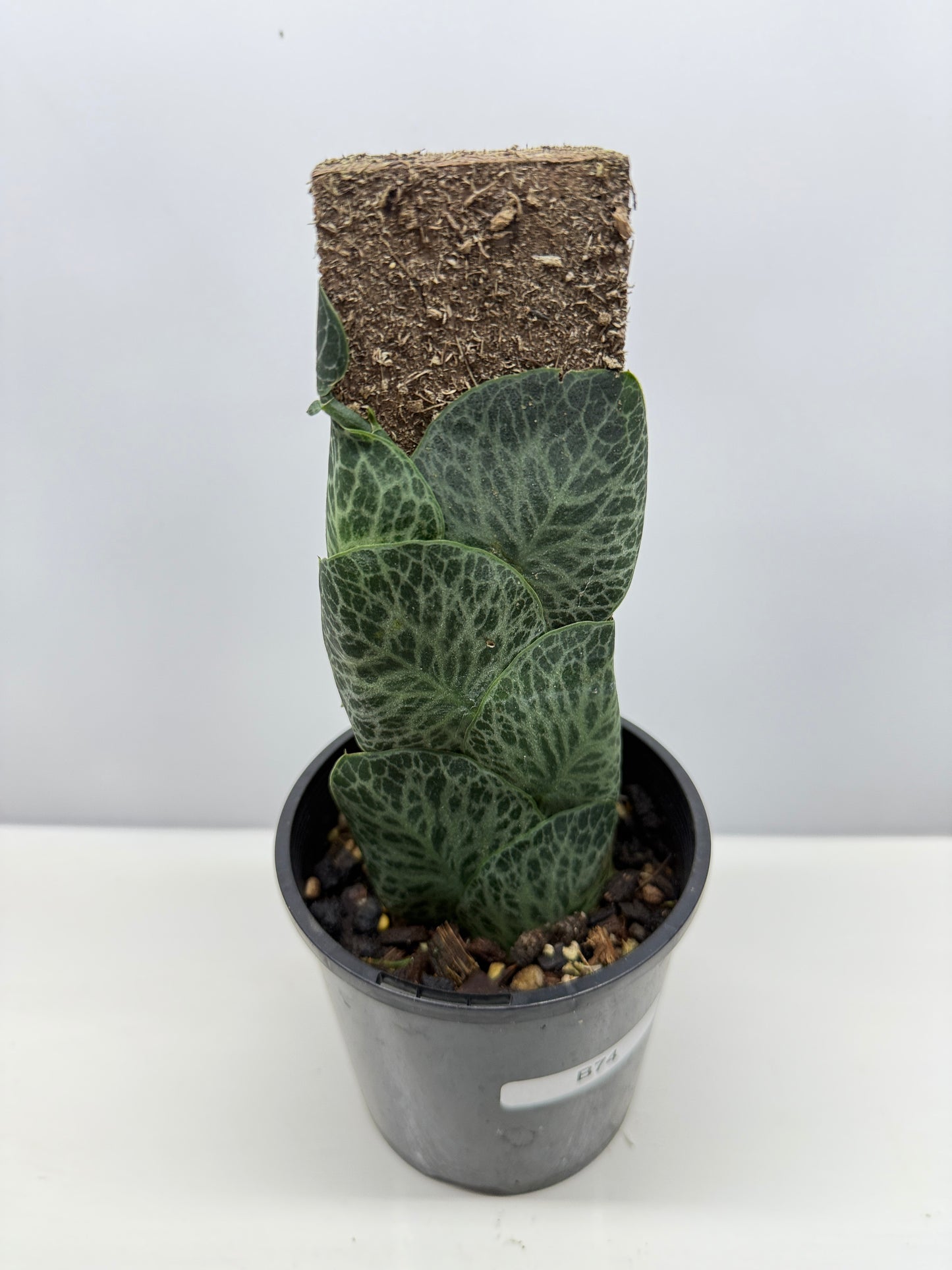 Rhaphidophora cryptantha B74