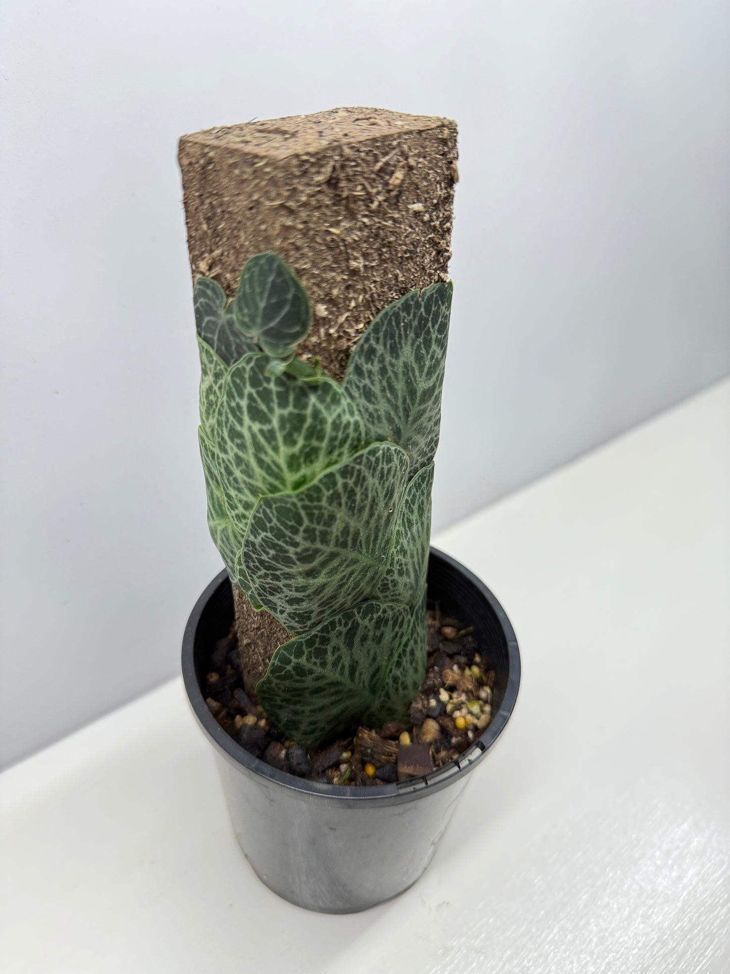 Rhaphidophora cryptantha B74