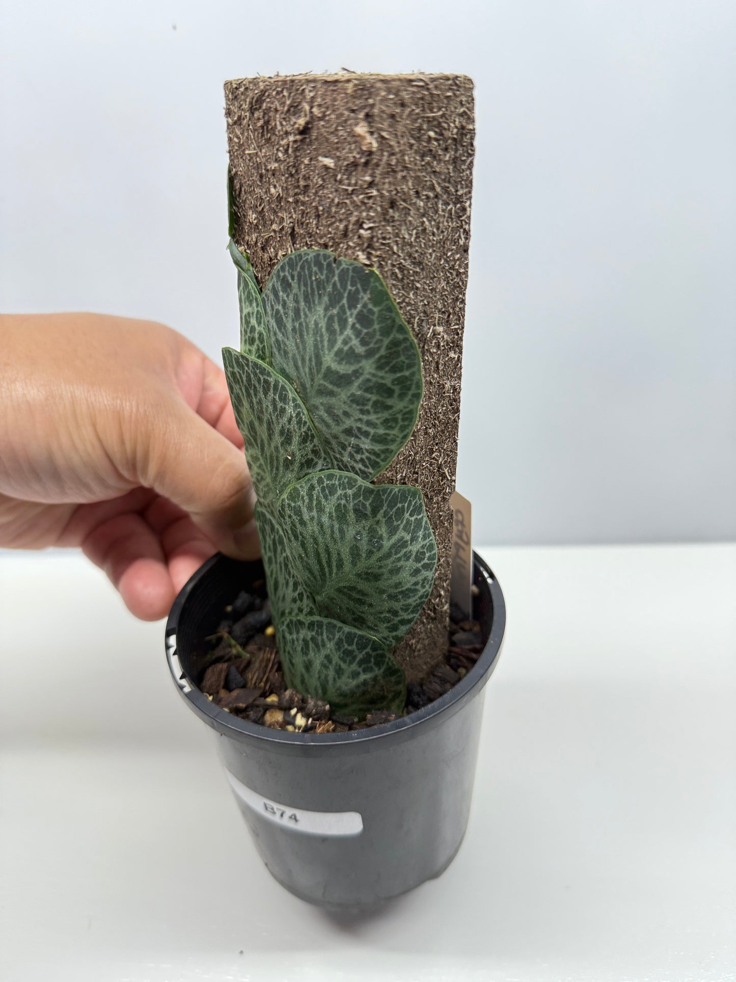 Rhaphidophora cryptantha B74