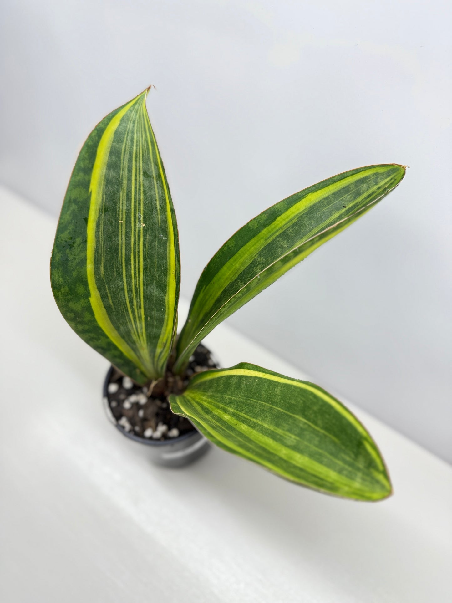 Sansevieria masoniana 'Variegated Whale Fin' B75