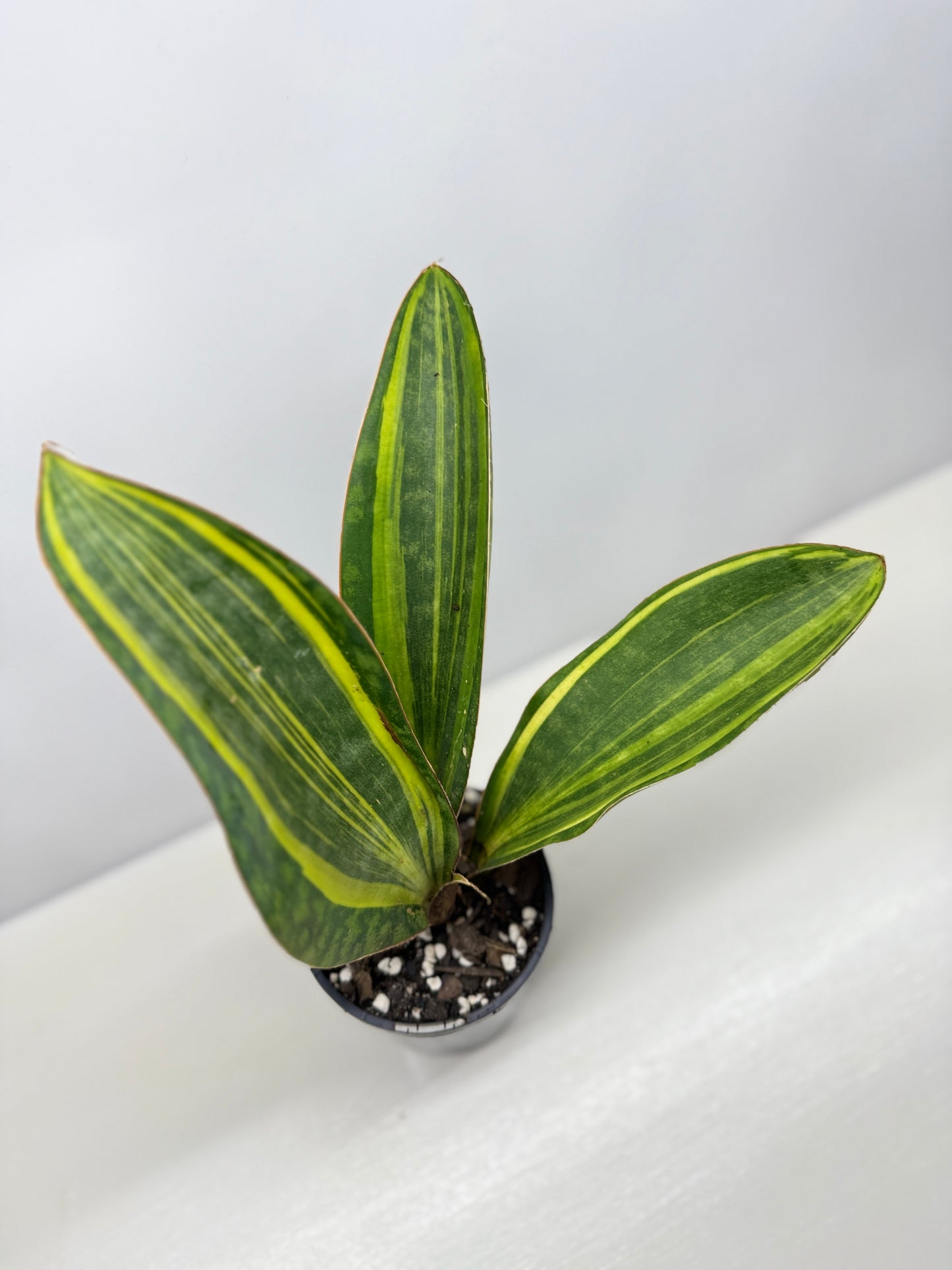 Sansevieria masoniana 'Variegated Whale Fin' B75