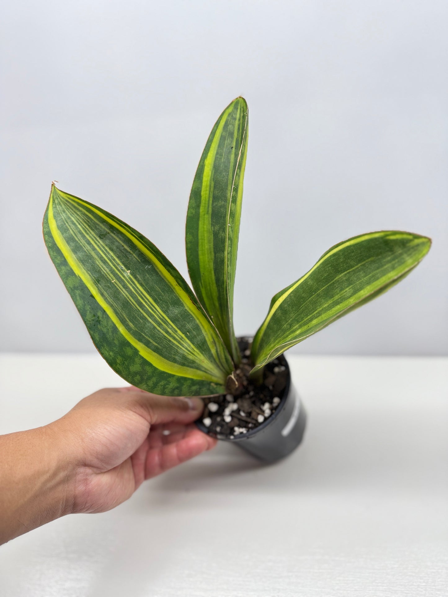 Sansevieria masoniana 'Variegated Whale Fin' - Best Plant in Stock.