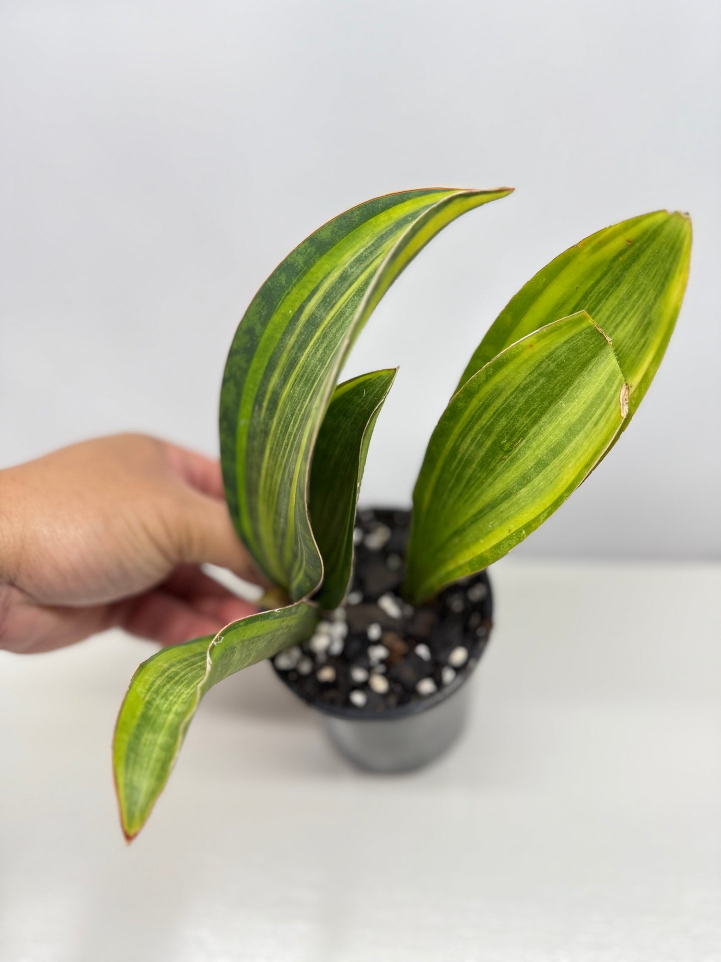 Sansevieria masoniana 'Variegated Whale Fin' B77