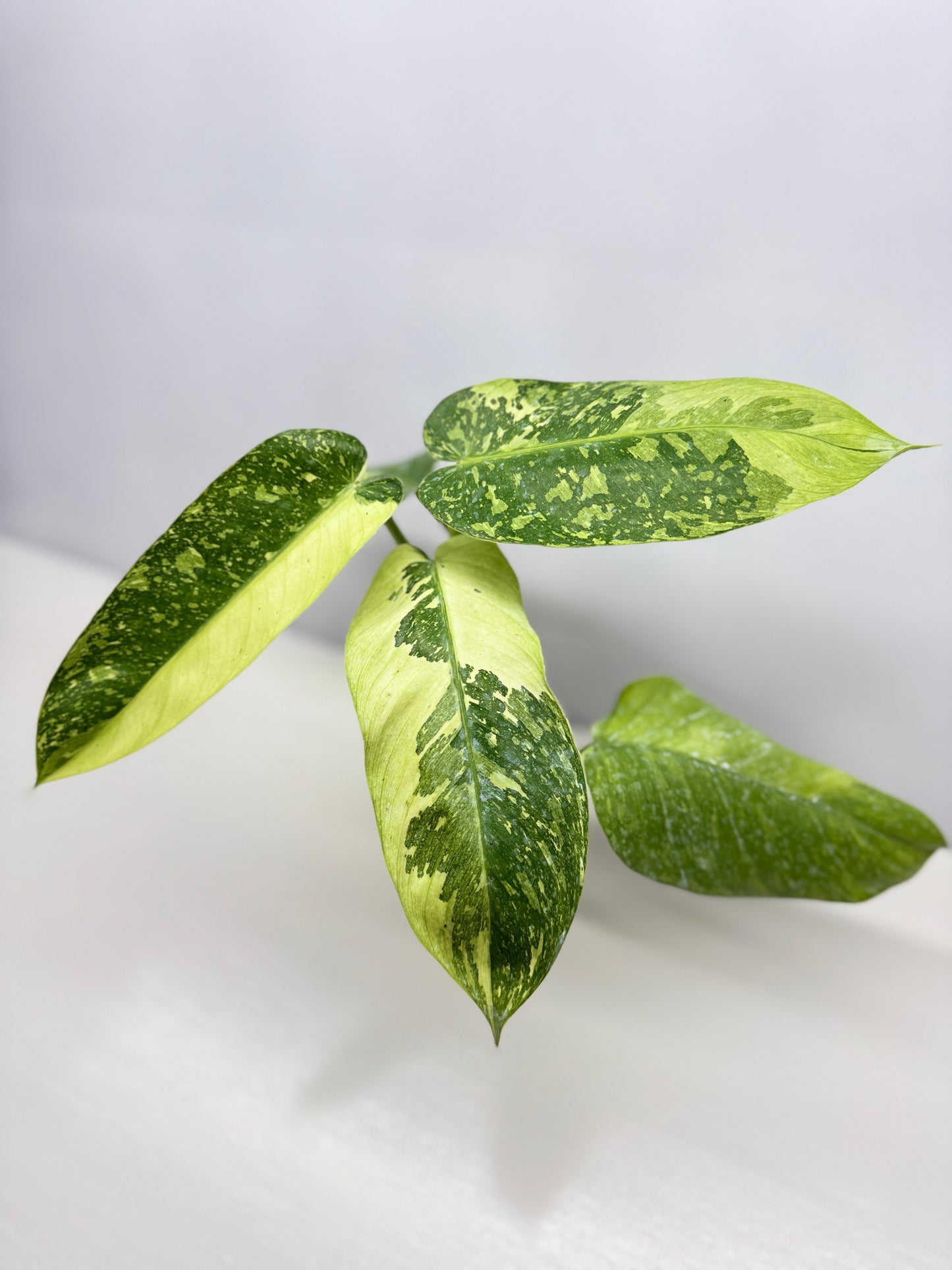 Philodendron 'Jose Buono' - Large NONTC B82