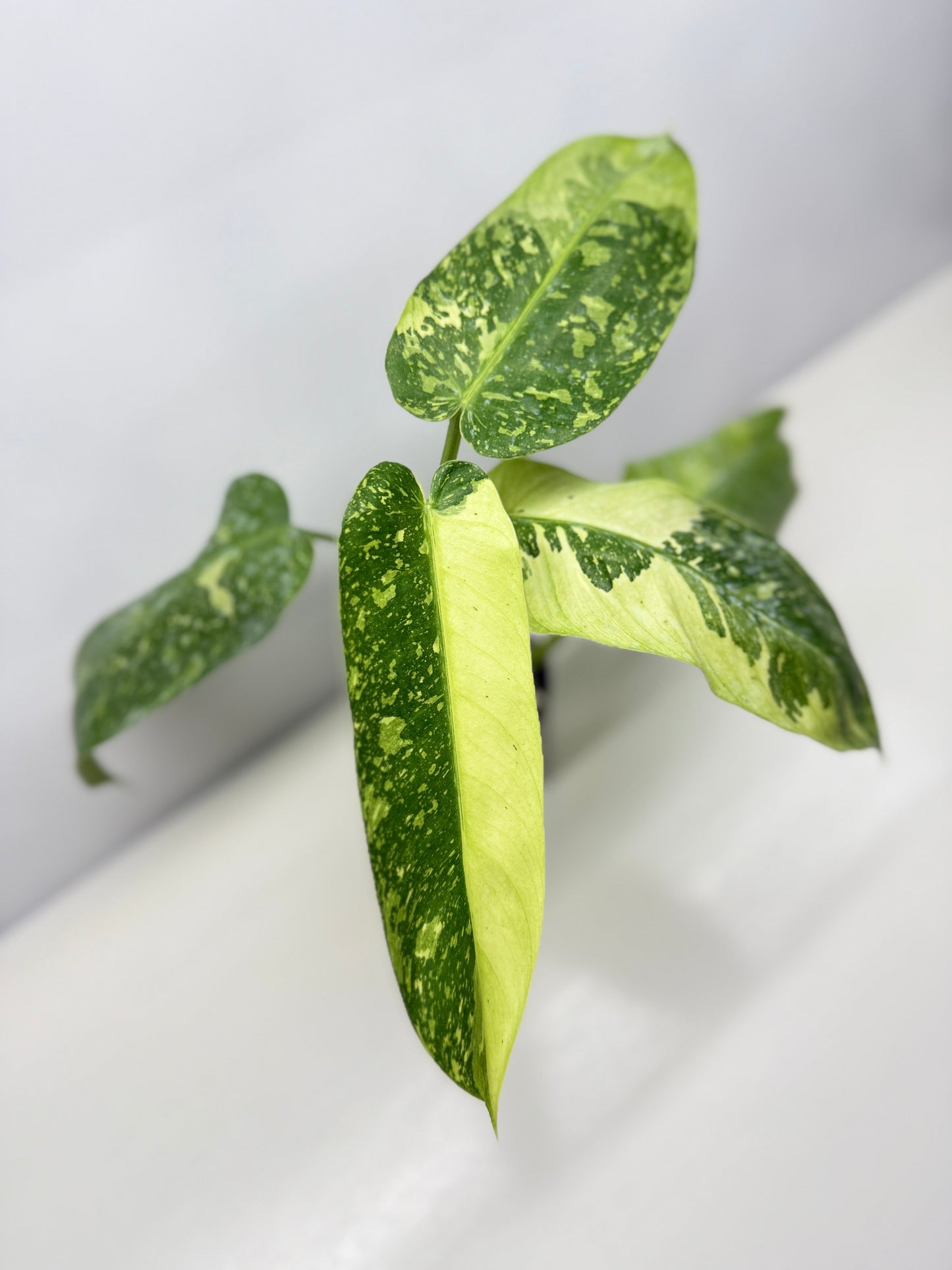 Philodendron 'Jose Buono' - Large NONTC B82