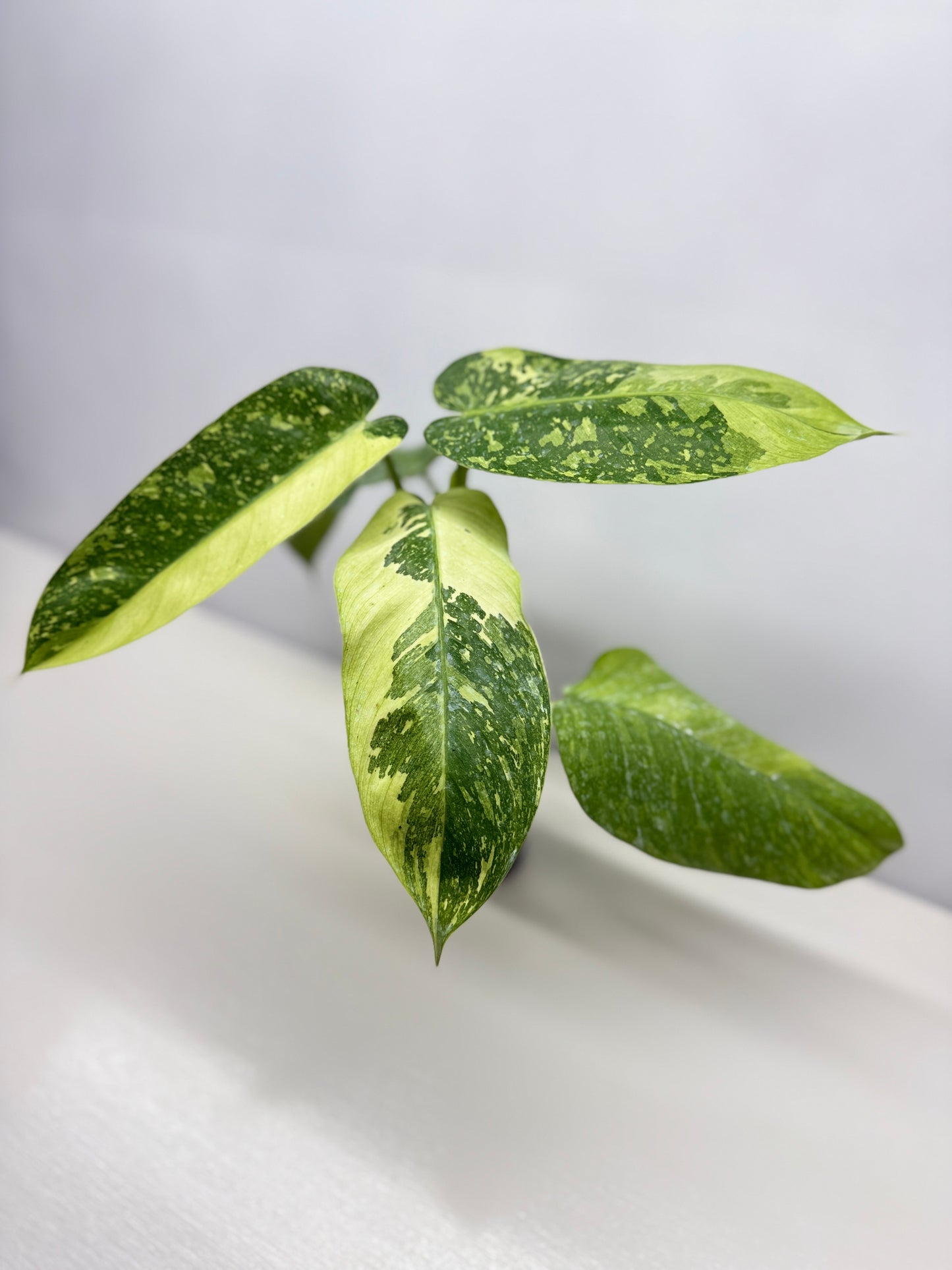 Philodendron 'Jose Buono' - Large NONTC B82