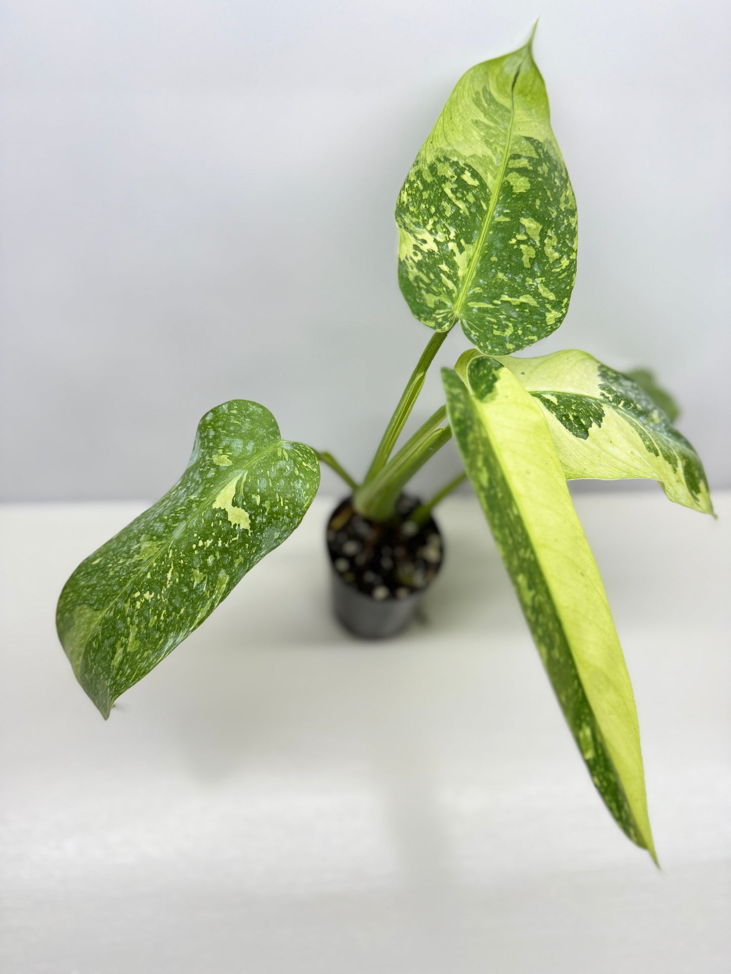 Philodendron 'Jose Buono' - Large NONTC B82