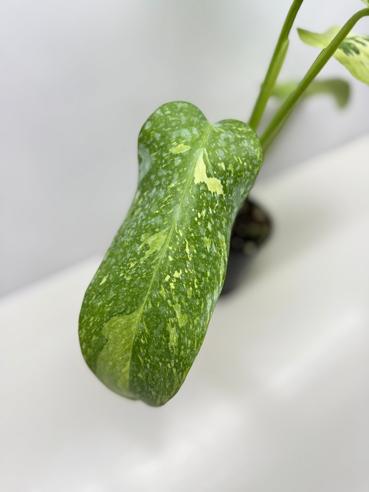 Philodendron 'Jose Buono' - Large NONTC B82