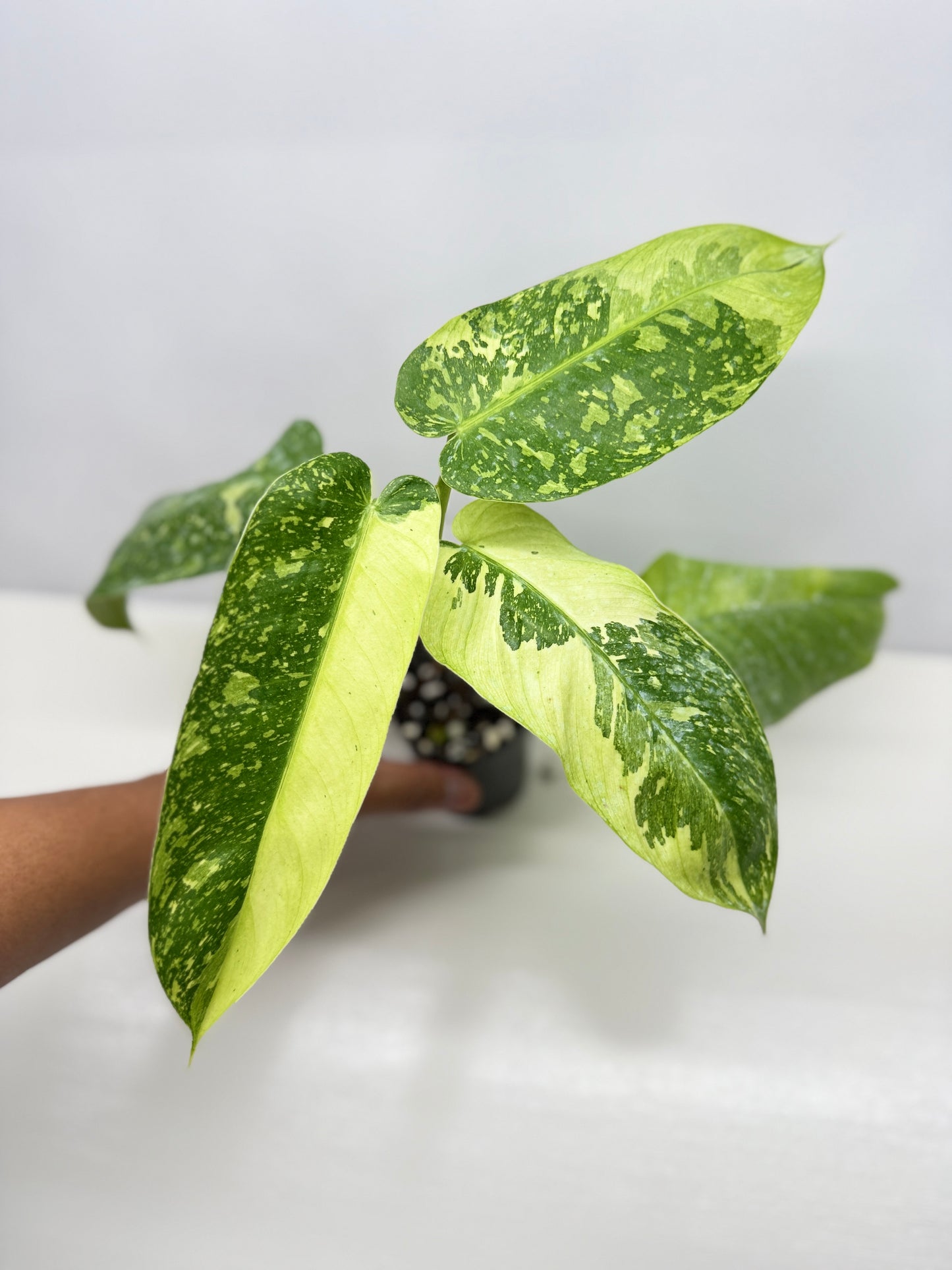 Philodendron 'Jose Buono' - Large NONTC B82
