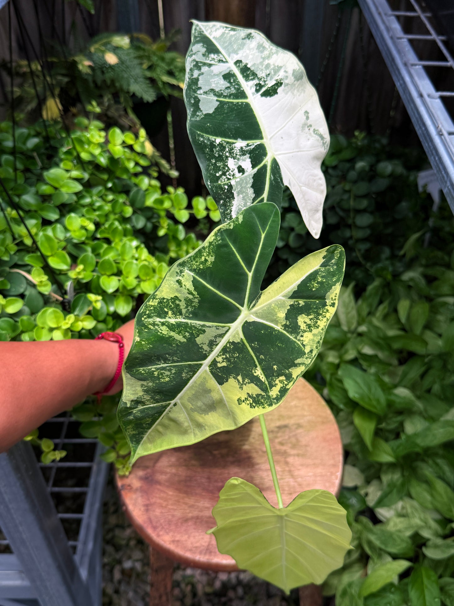 Alocasia Frydek Variegata H52