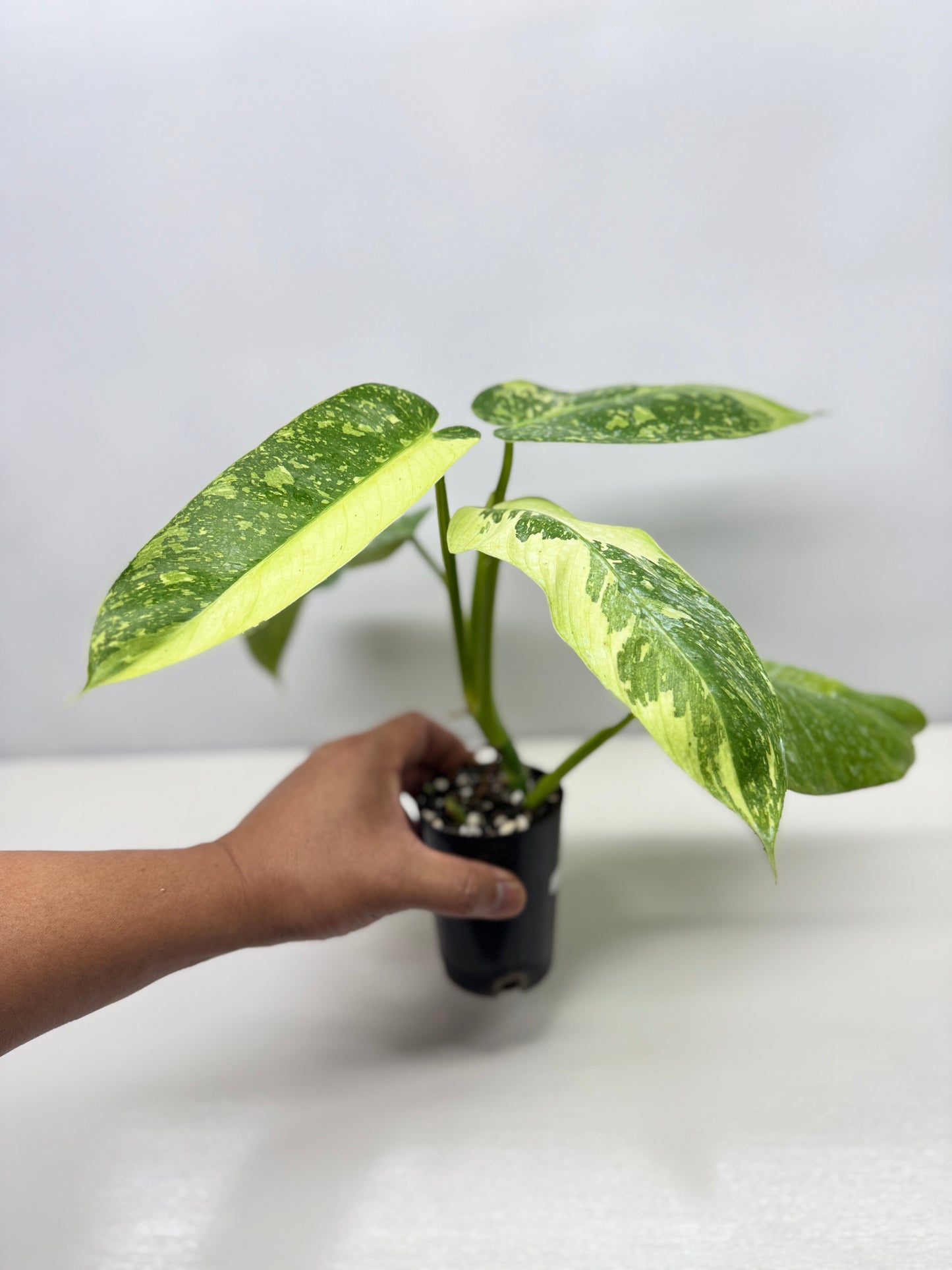 Philodendron 'Jose Buono' - Large NONTC B82