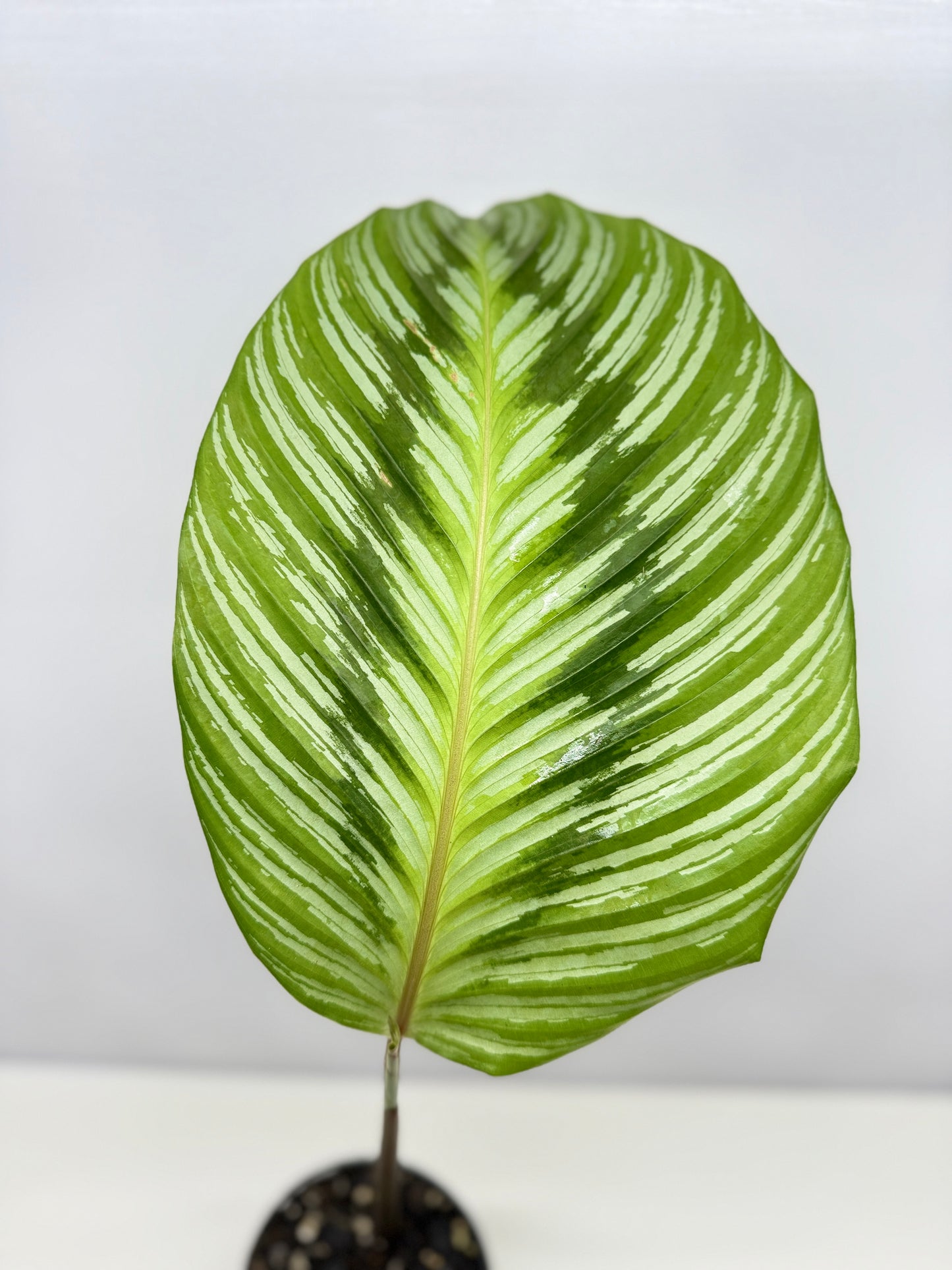 Calathea hieroglyphica - Rarely Offered D51