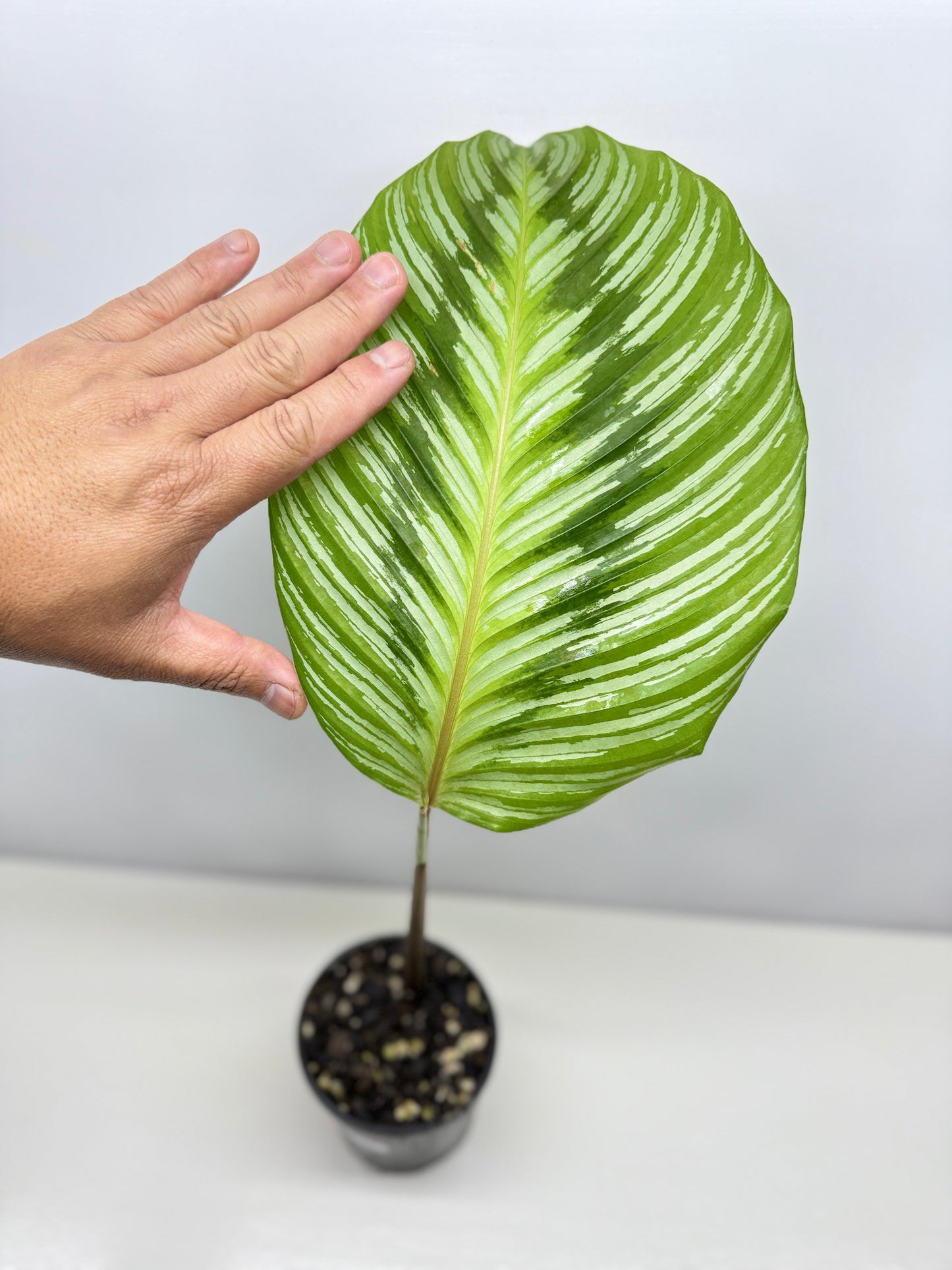 Calathea hieroglyphica - Rarely Offered D51