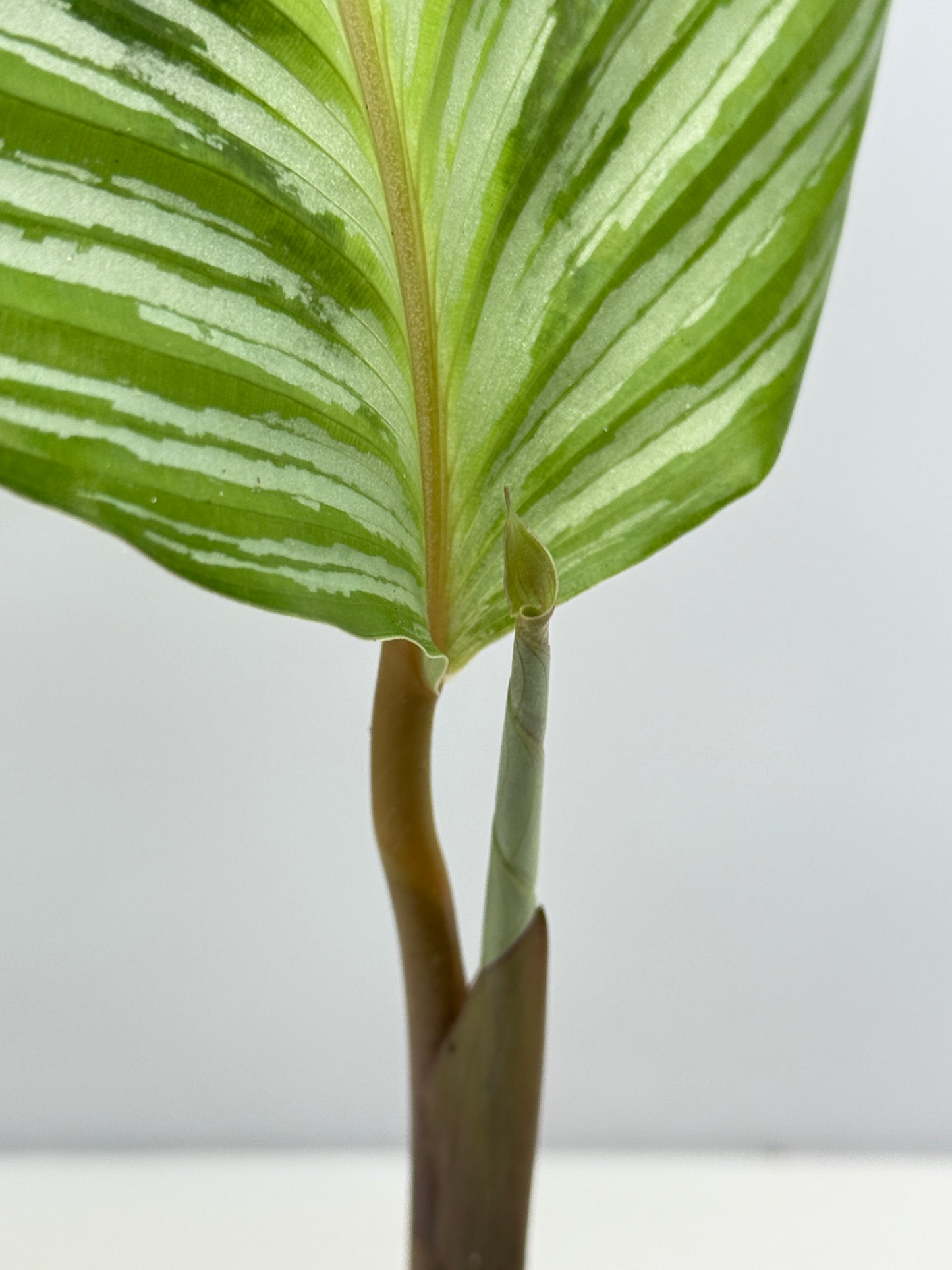 Calathea hieroglyphica - Rarely Offered D51