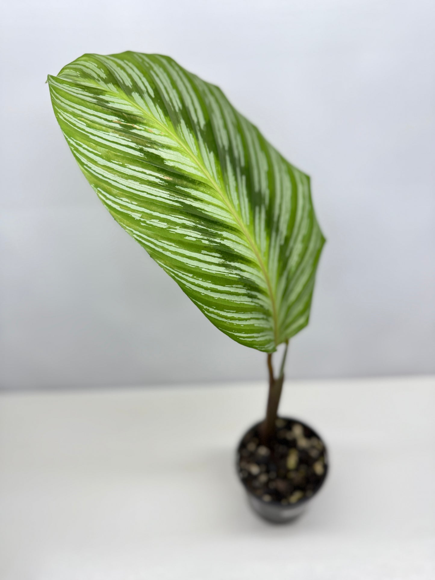 Calathea hieroglyphica - Rarely Offered D51