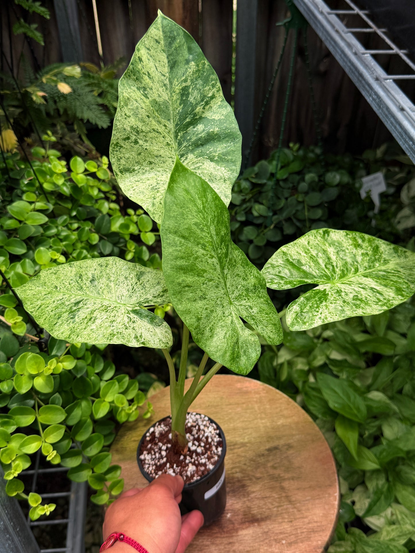 Alocasia Macrorrhiza 'Splash' H53