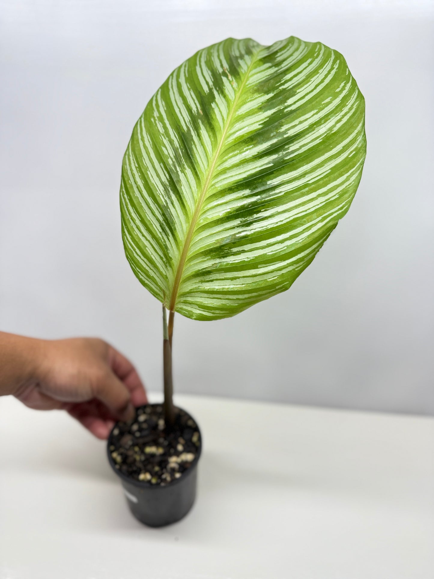 Calathea hieroglyphica - Rarely Offered D51
