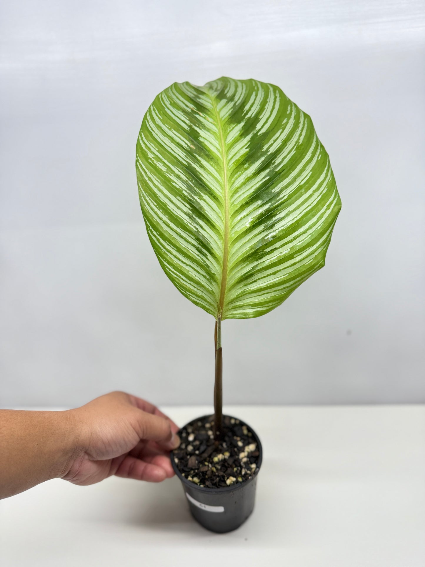 Calathea hieroglyphica - Rarely Offered D51
