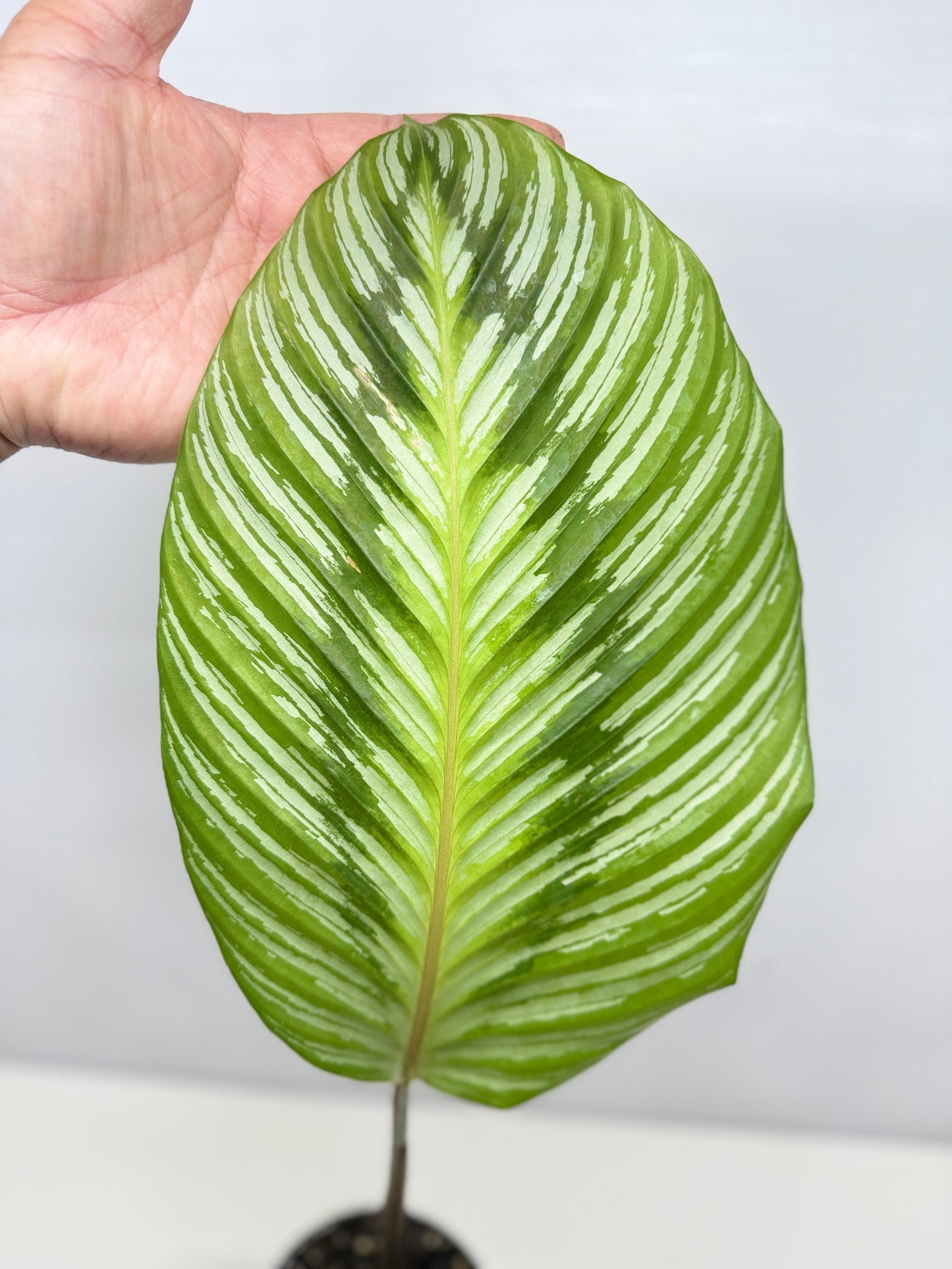 Calathea hieroglyphica - Rarely Offered D51