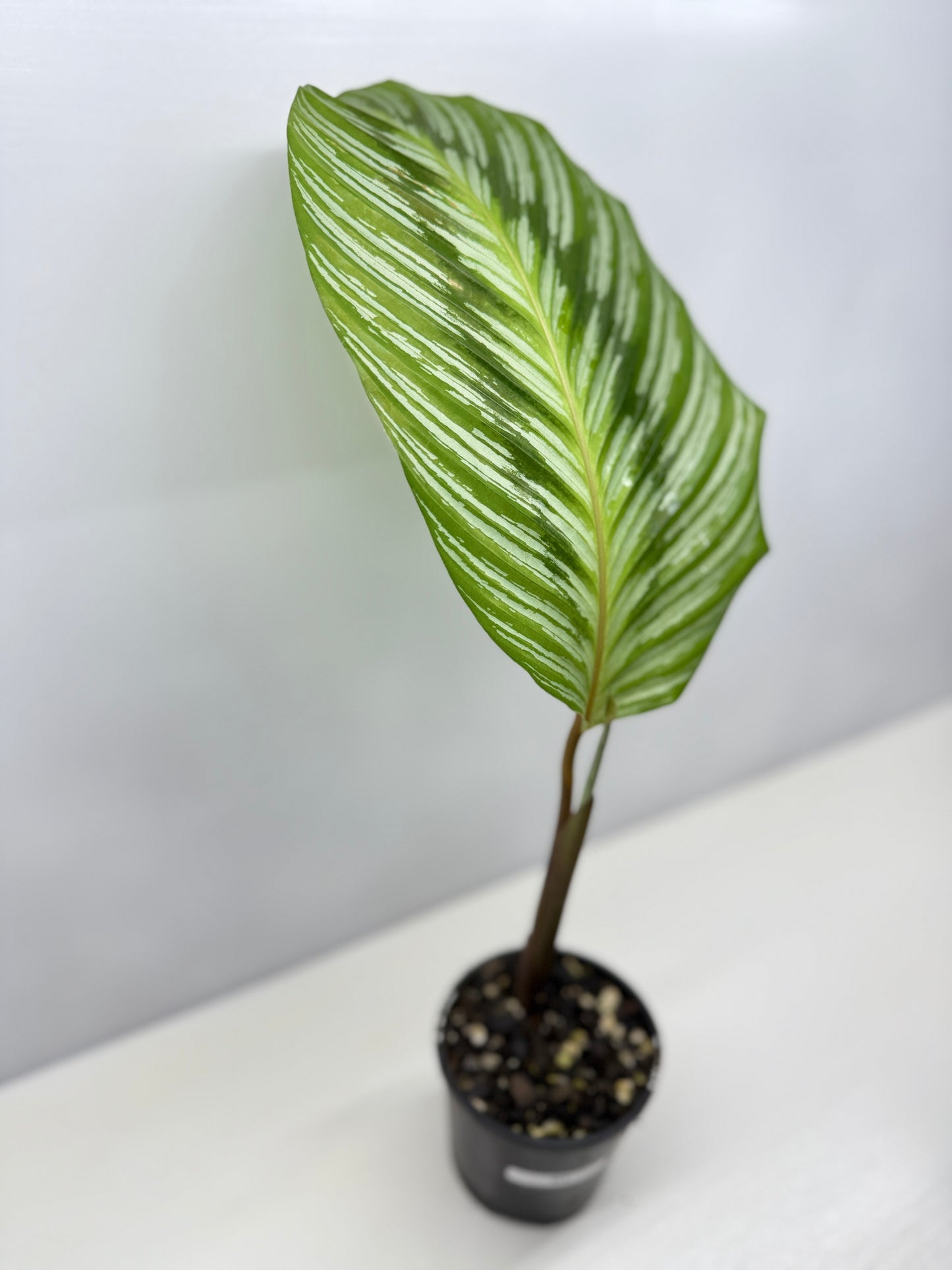 Calathea hieroglyphica - Rarely Offered D51